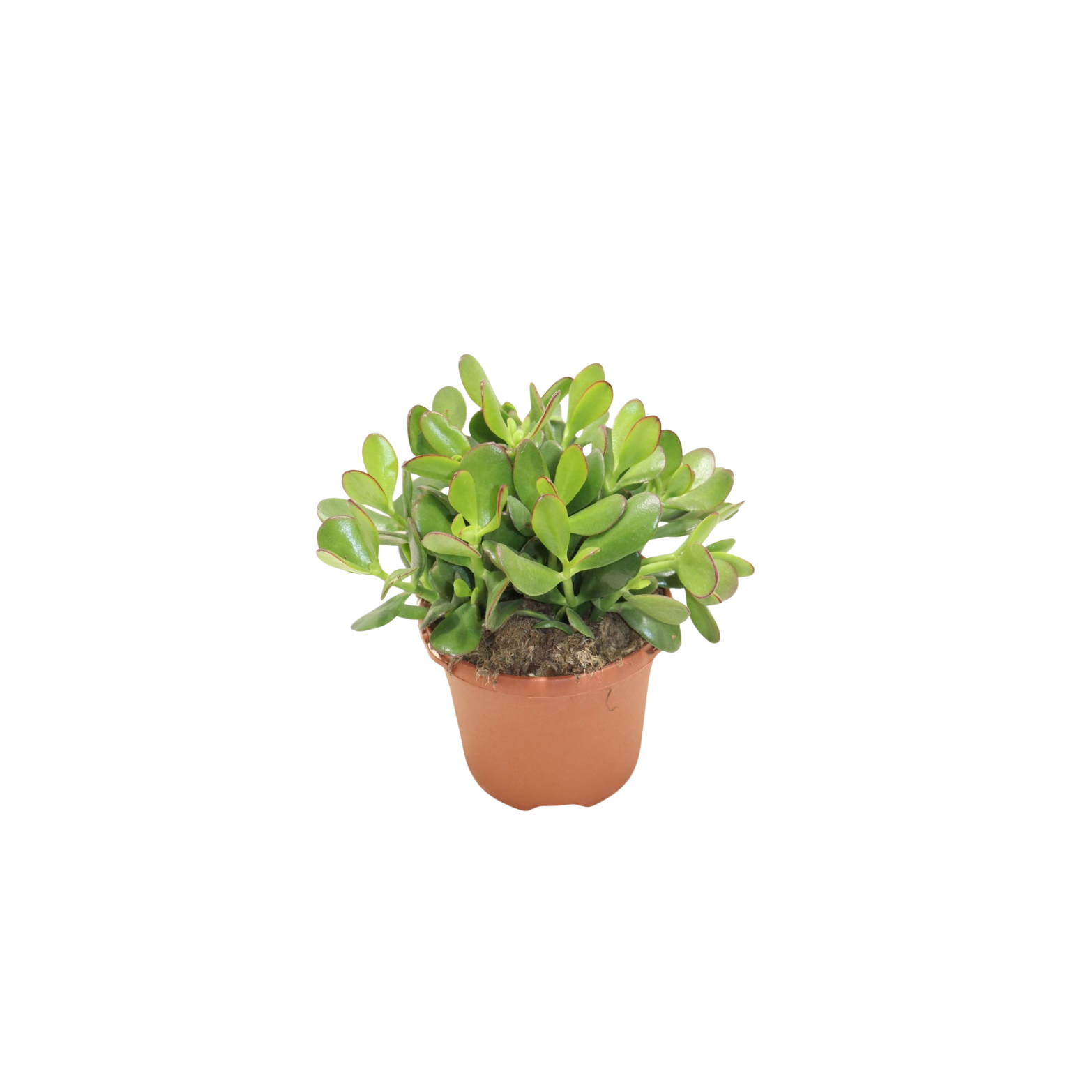 CRASSULA OVATA 'SUNSET' Grubosz jajowaty