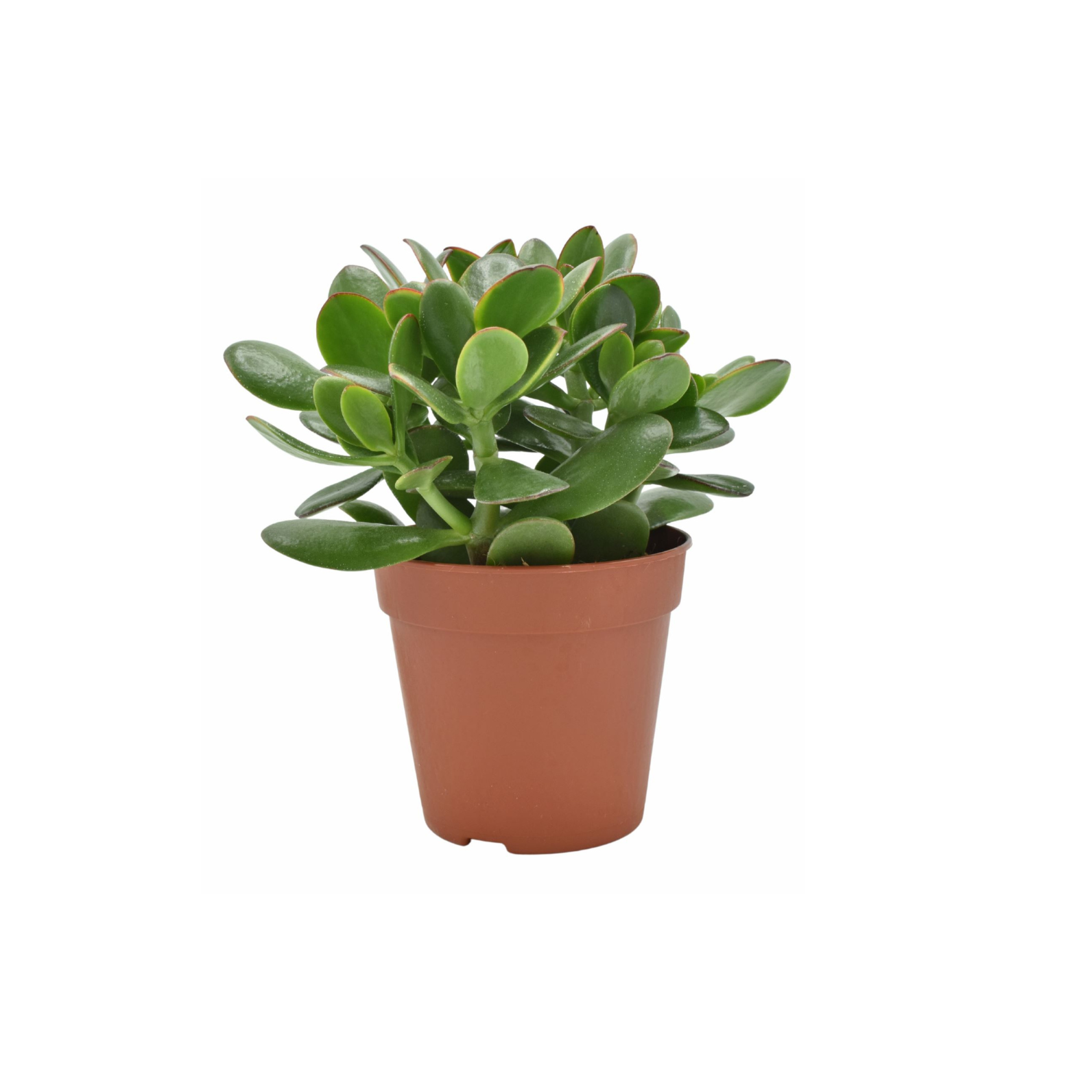 CRASSULA OVATA 'SUNSET' Grubosz jajowaty
