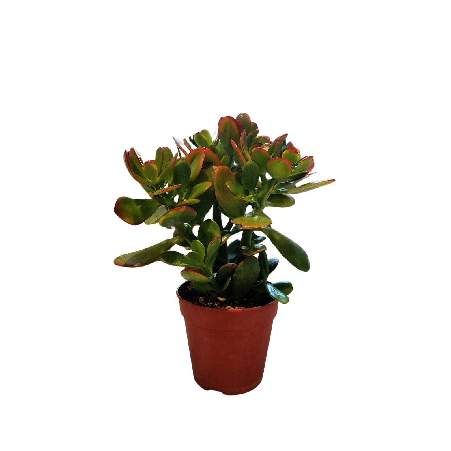 CRASSULA OVATA 'SUNSET' Grubosz jajowaty