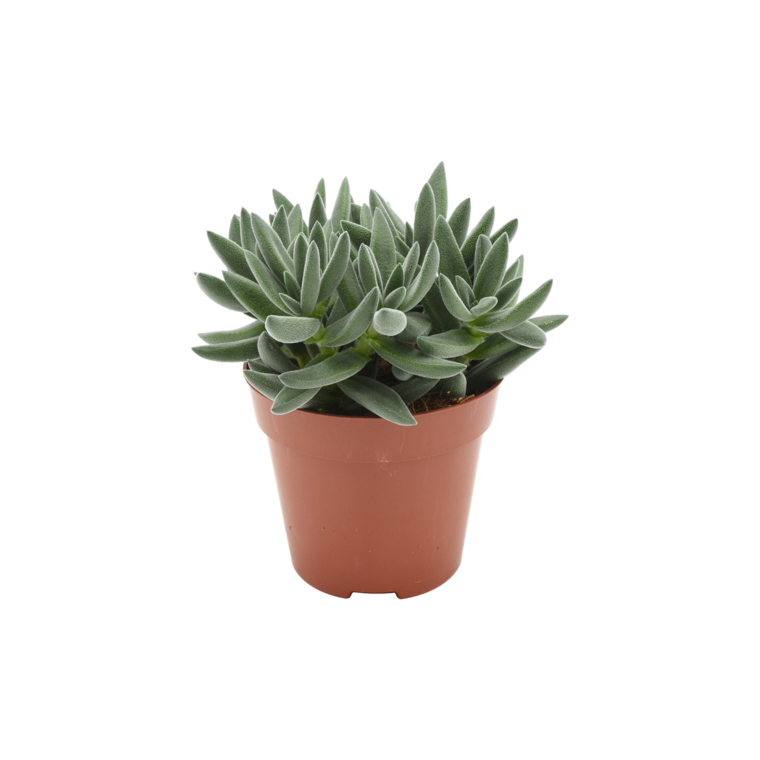 CRASSULA 'TARANTULA' Grubosz, drzewko szczęścia
