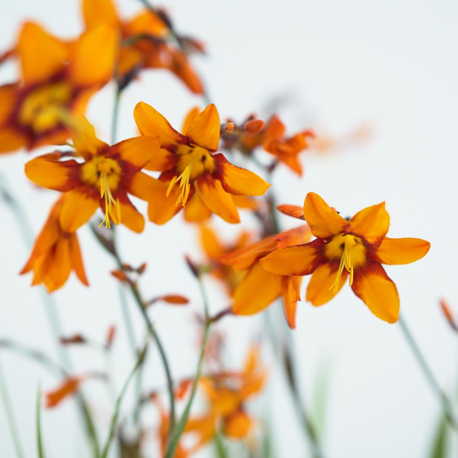 CROCOSMIA CROCOMIIFLORA 'EMILY McKENZIE' Krokosmia ogrodowa, Cynobrówka