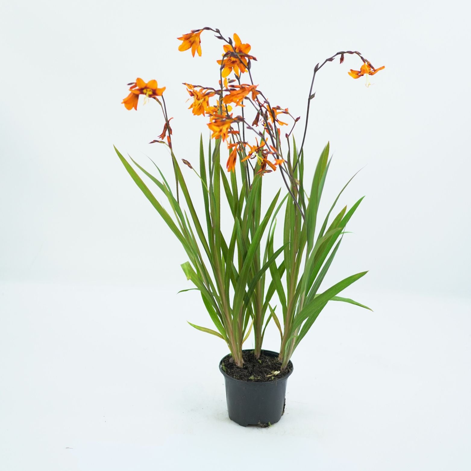 CROCOSMIA CROCOMIIFLORA 'EMILY McKENZIE' Krokosmia ogrodowa, Cynobrówka