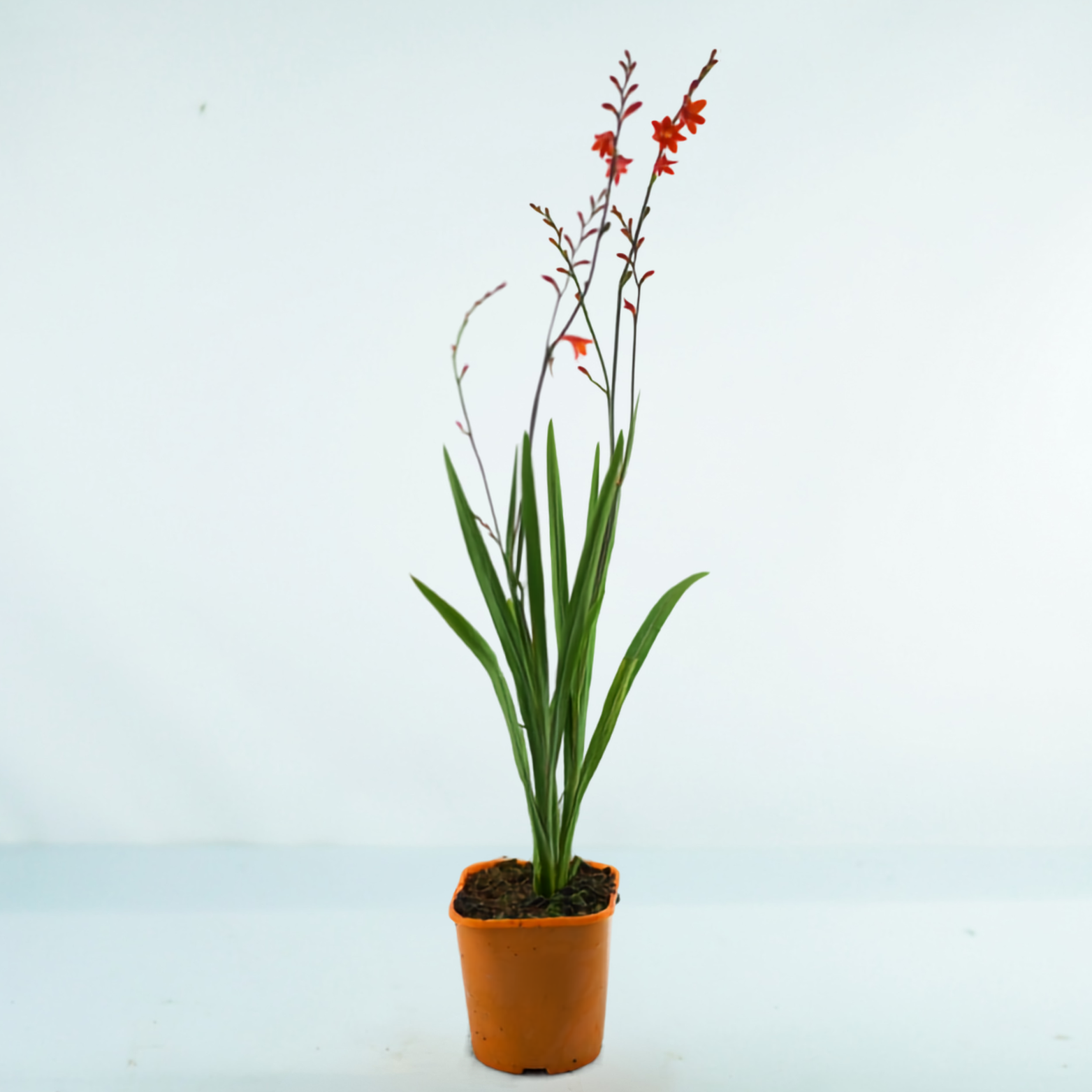CROCOSMIA CROCOMIIFLORA 'FIRE KING' Krokosmia ogrodowa, Cynobrówka