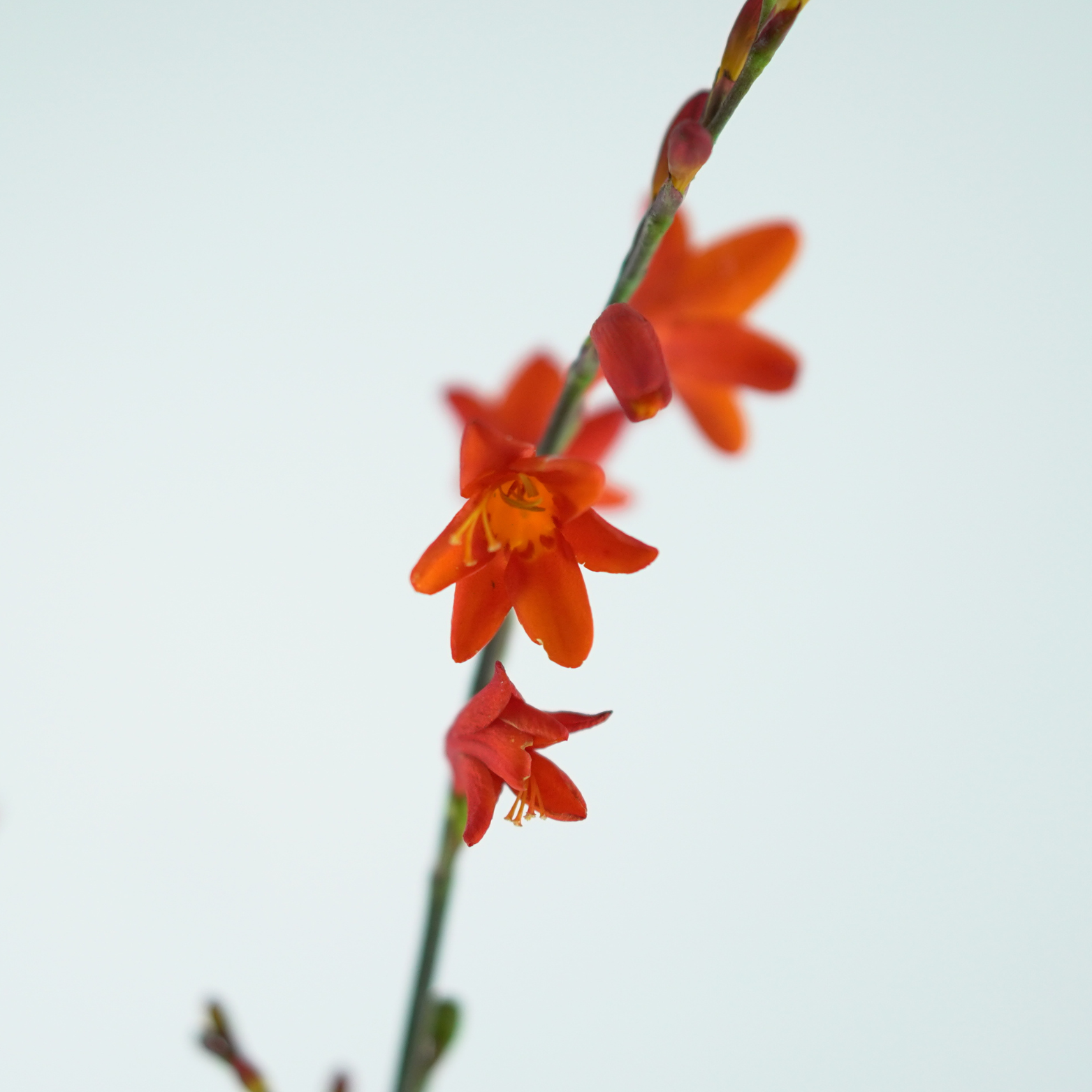 CROCOSMIA CROCOMIIFLORA 'FIRE KING' Krokosmia ogrodowa, Cynobrówka