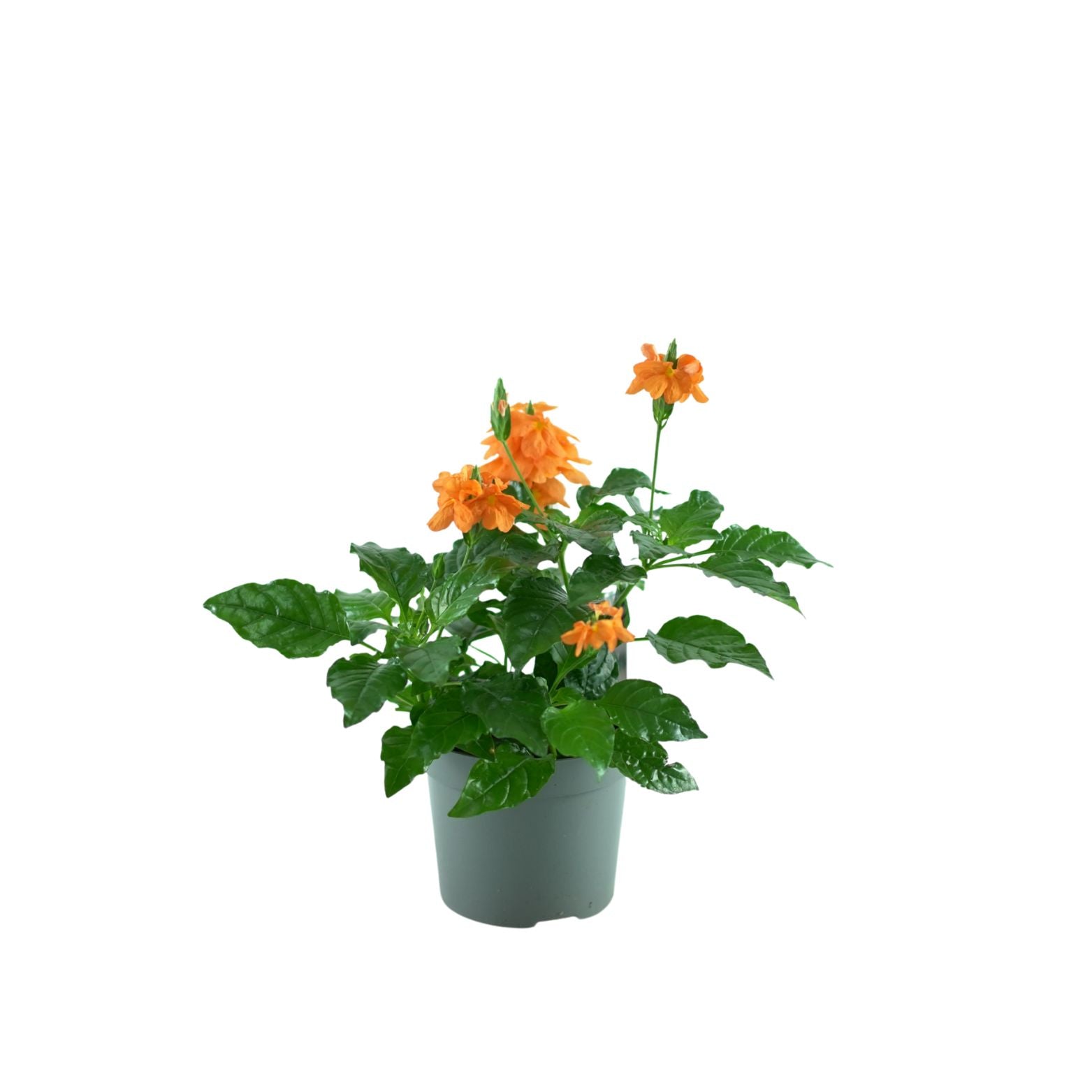 CROSSANDRA INFUNDIBULIFORMIS 'Fortuna' Krosandra