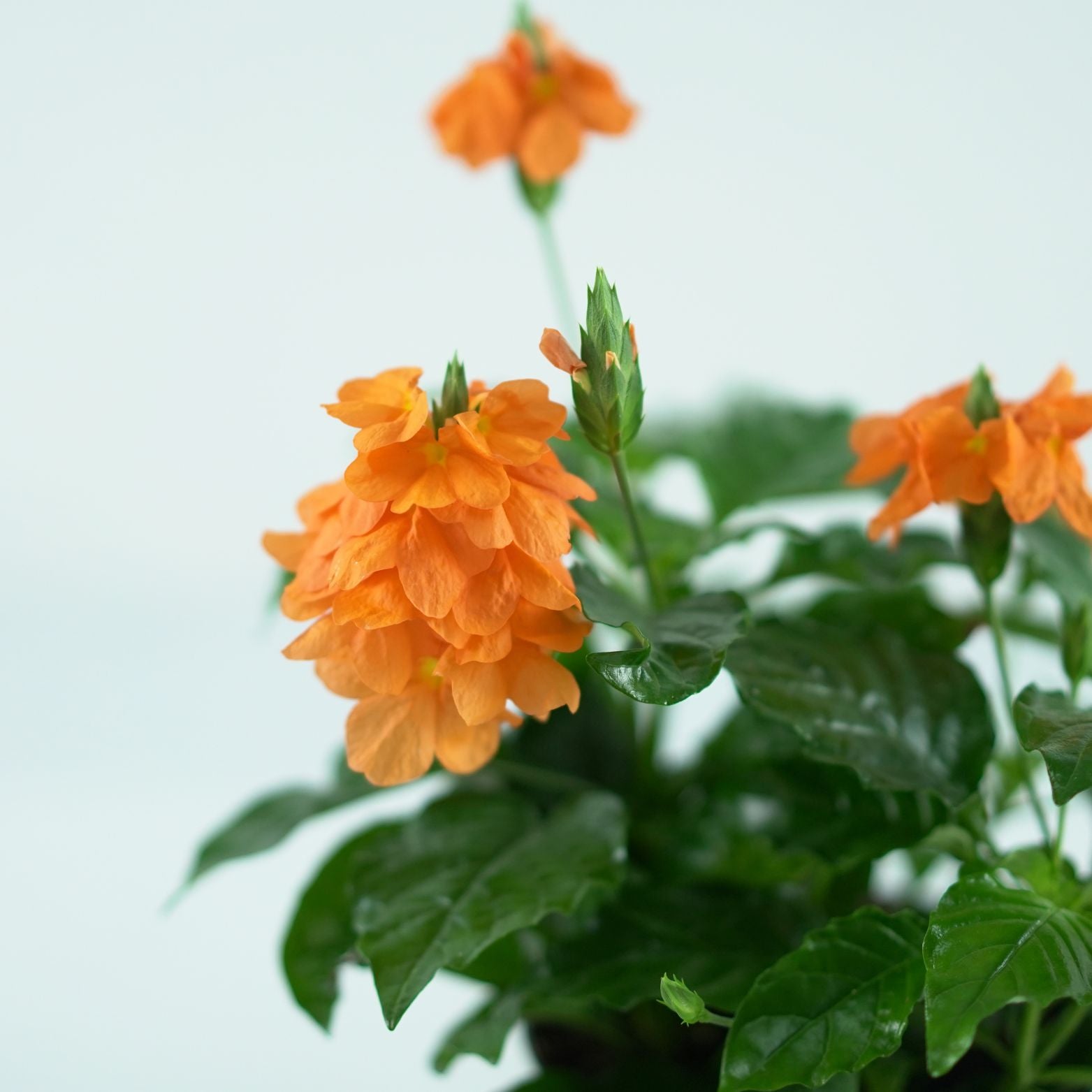 CROSSANDRA INFUNDIBULIFORMIS 'Fortuna' Krosandra