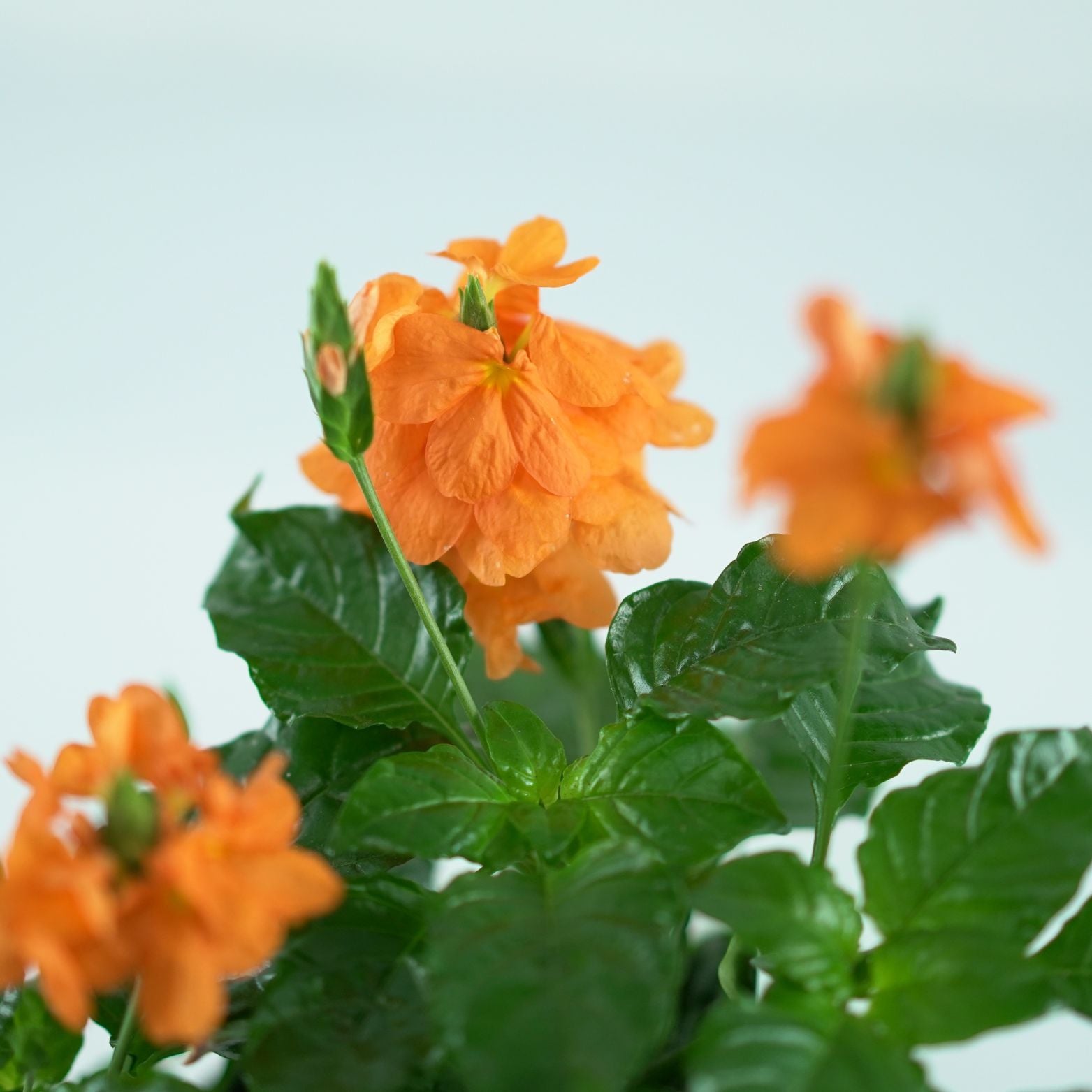 CROSSANDRA INFUNDIBULIFORMIS 'Fortuna' Krosandra