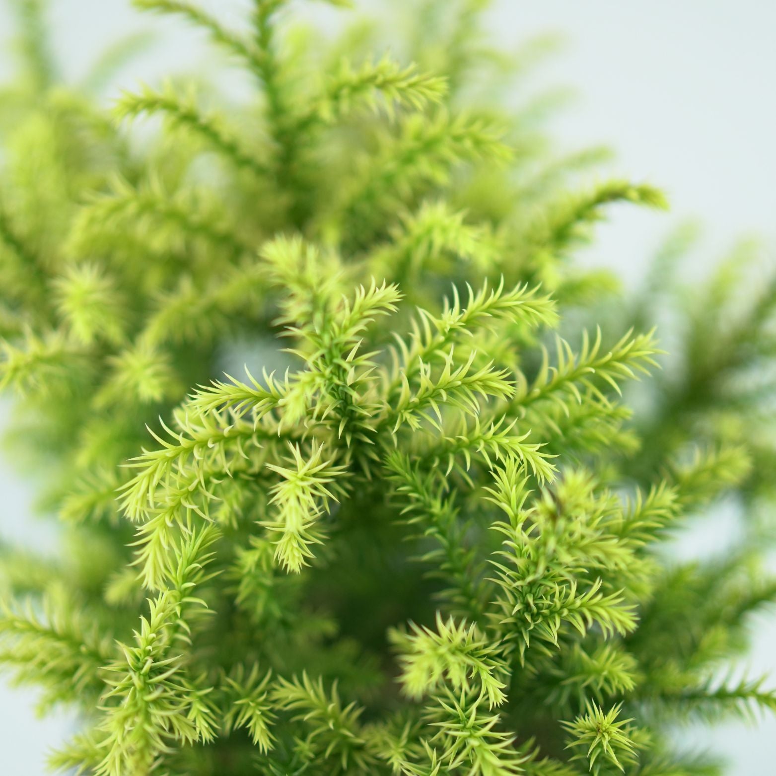 CRYPTOMERIA JAPONICA 'Vilmorin Gold' Szydlica japońska