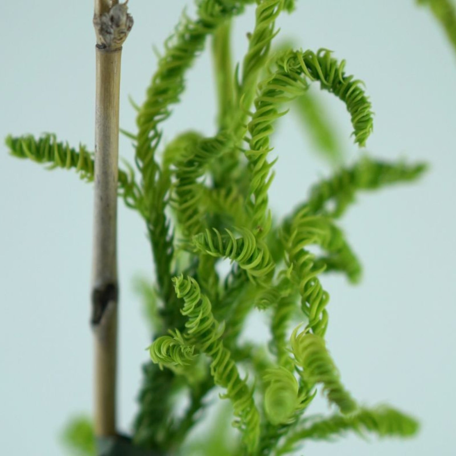 CRYPTOMERIA JAPONICA 'Kyara Gold' Szydlica Japońska