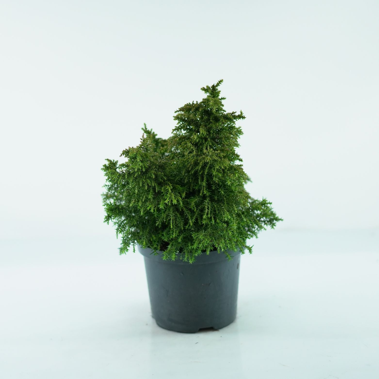 CRYPTOMERIA JAPONICA 'YOKOHAMA' Kryptomeria japońska