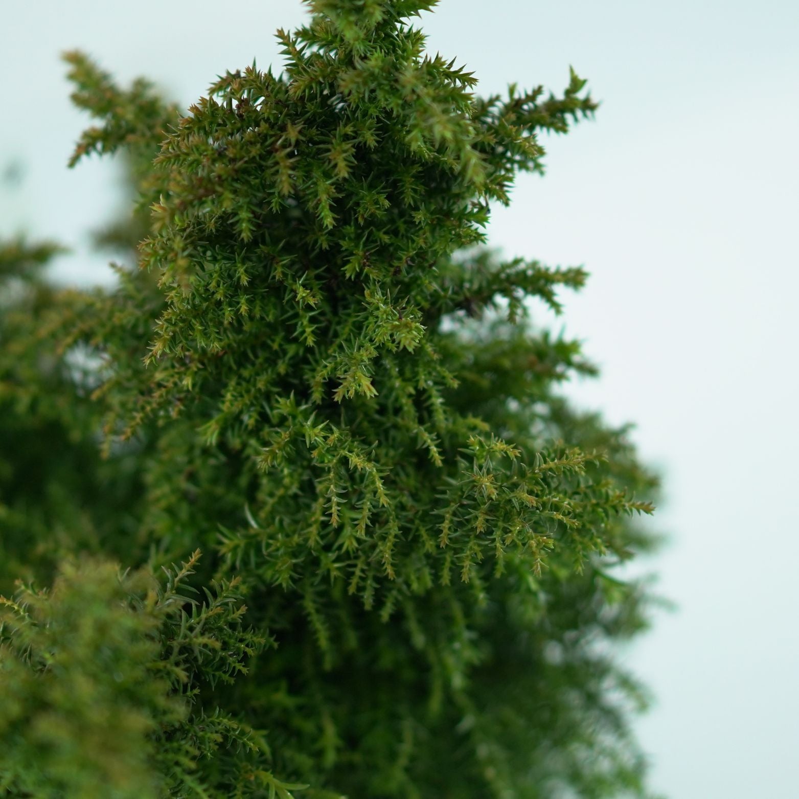 CRYPTOMERIA JAPONICA 'YOKOHAMA' Kryptomeria japońska