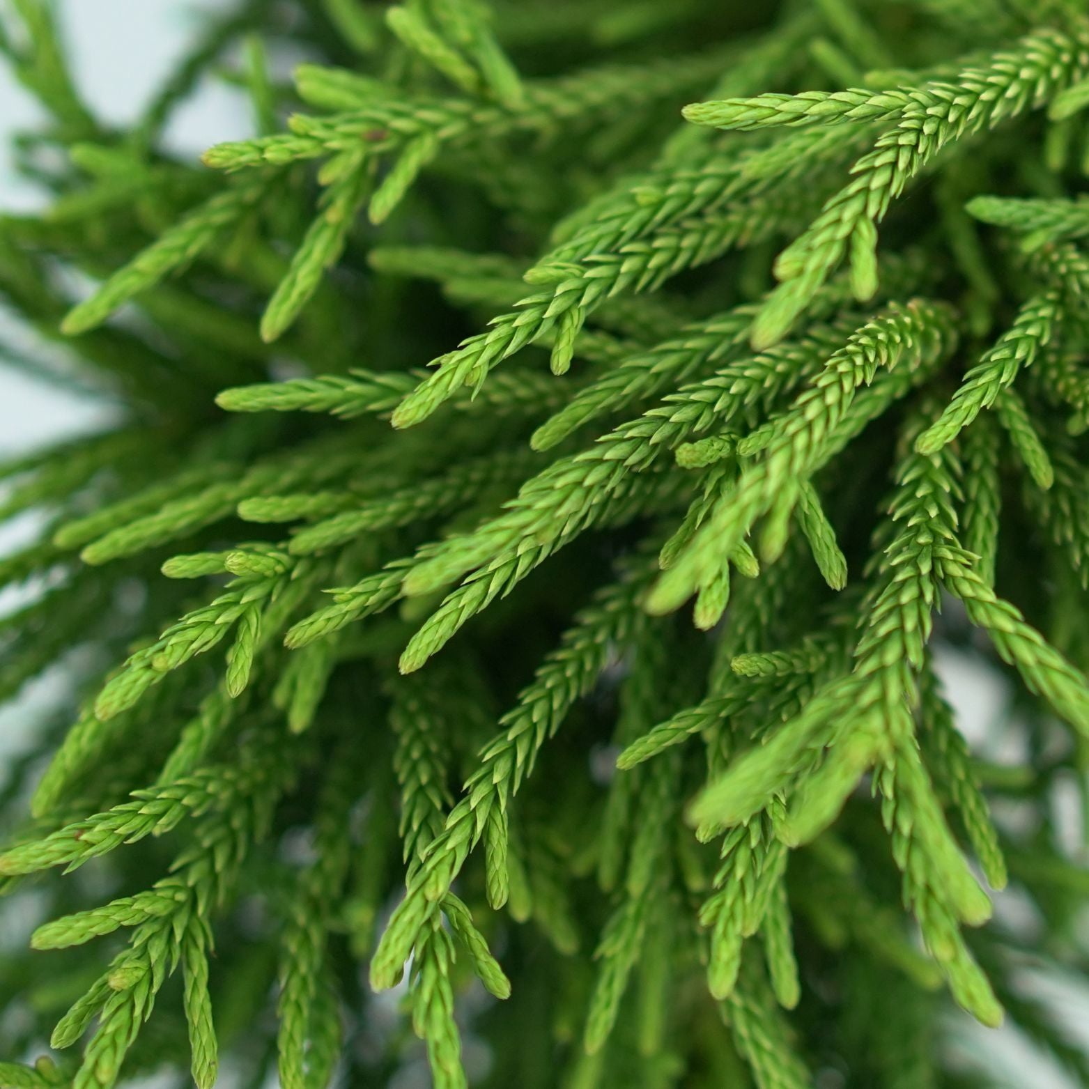 CRYPTOMERIA JAPONICA 'LITTLE CHAMPION' Szydlica Japońska