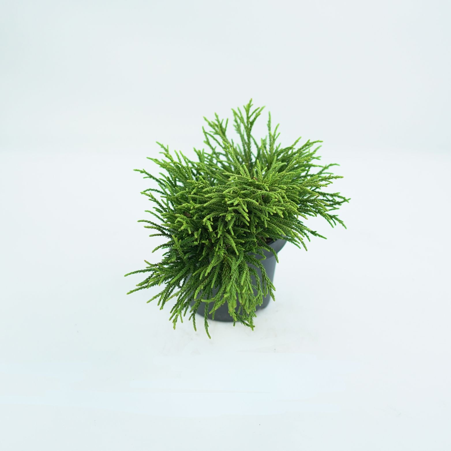 CRYPTOMERIA JAPONICA 'LITTLE CHAMPION' Szydlica Japońska