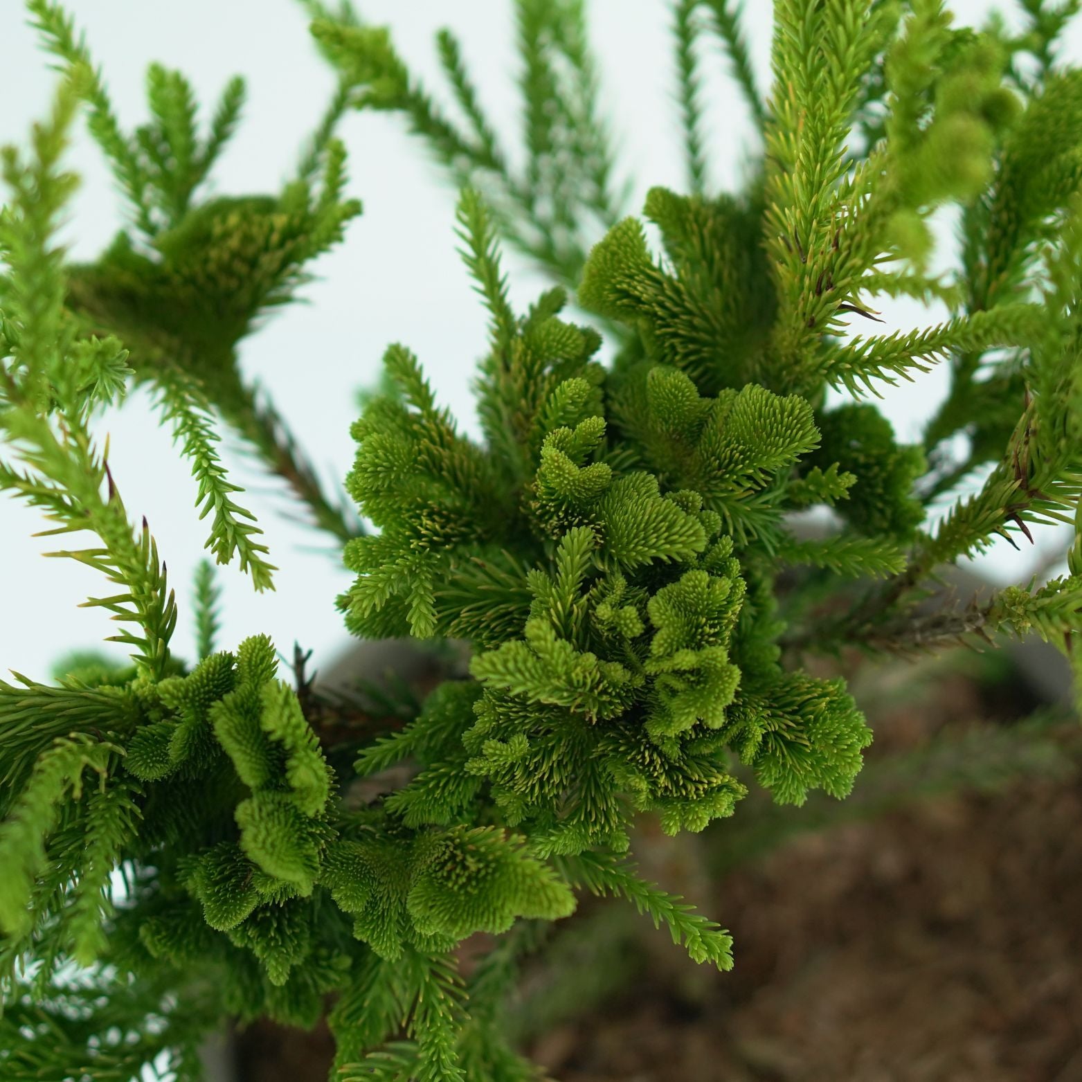 CRYPTOMERIA JAPONICA 'SERAMA Szydlica Japońska