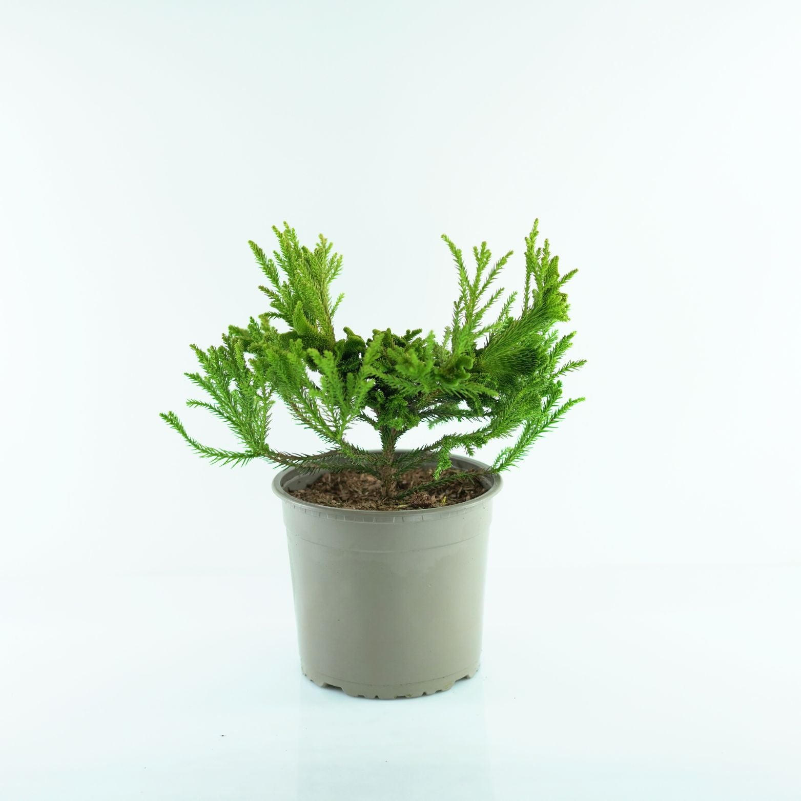 CRYPTOMERIA JAPONICA 'SERAMA Szydlica Japońska