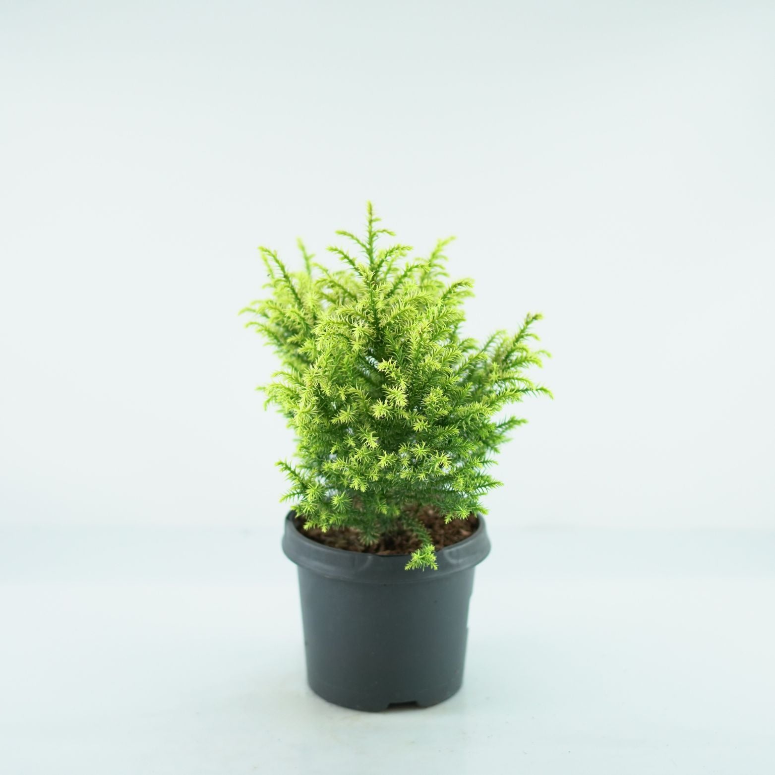 CRYPTOMERIA JAPONICA 'Vilmorin Gold' Szydlica japońska