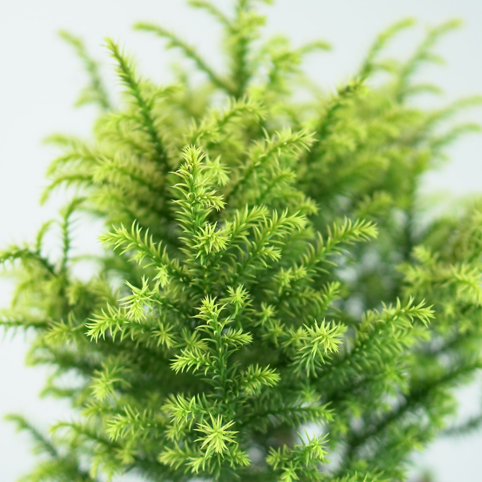 CRYPTOMERIA JAPONICA 'Vilmorin Gold' Szydlica japońska