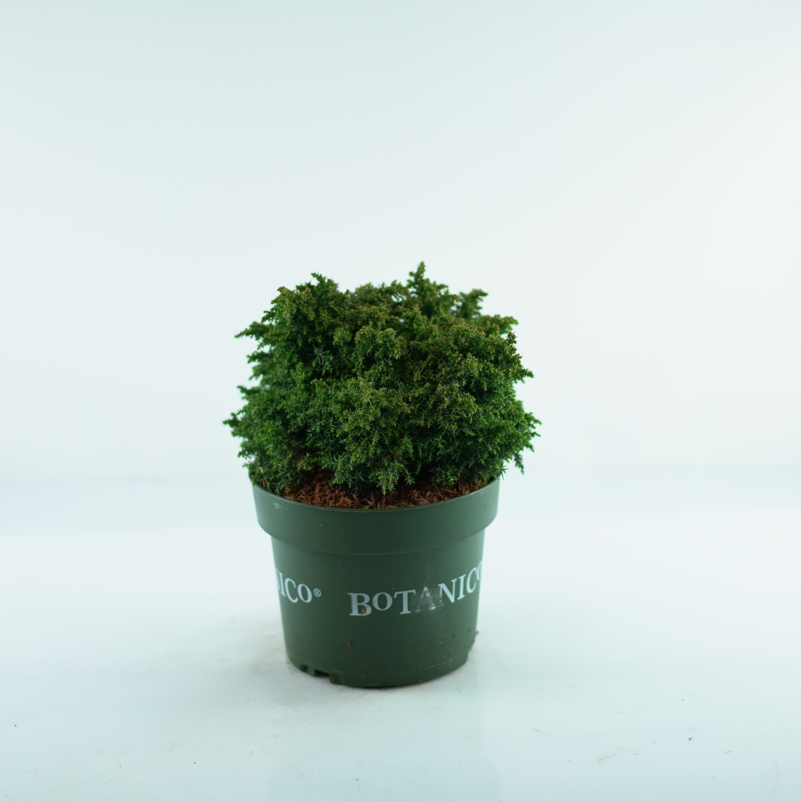CRYPTOMERIA JAPONICA 'YOKOHAMA' Kryptomeria japońska