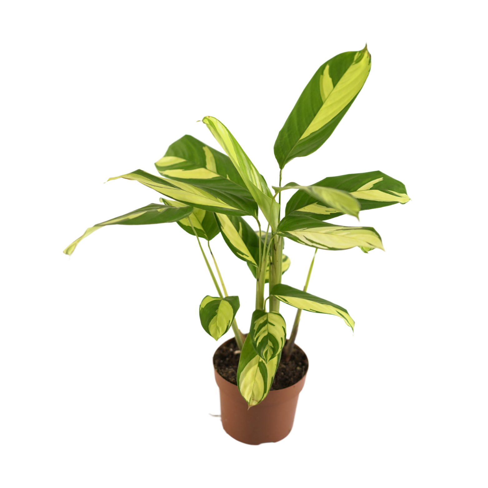 CTENANTHE 'GOLDEN MOSAIC' Ctenanthe