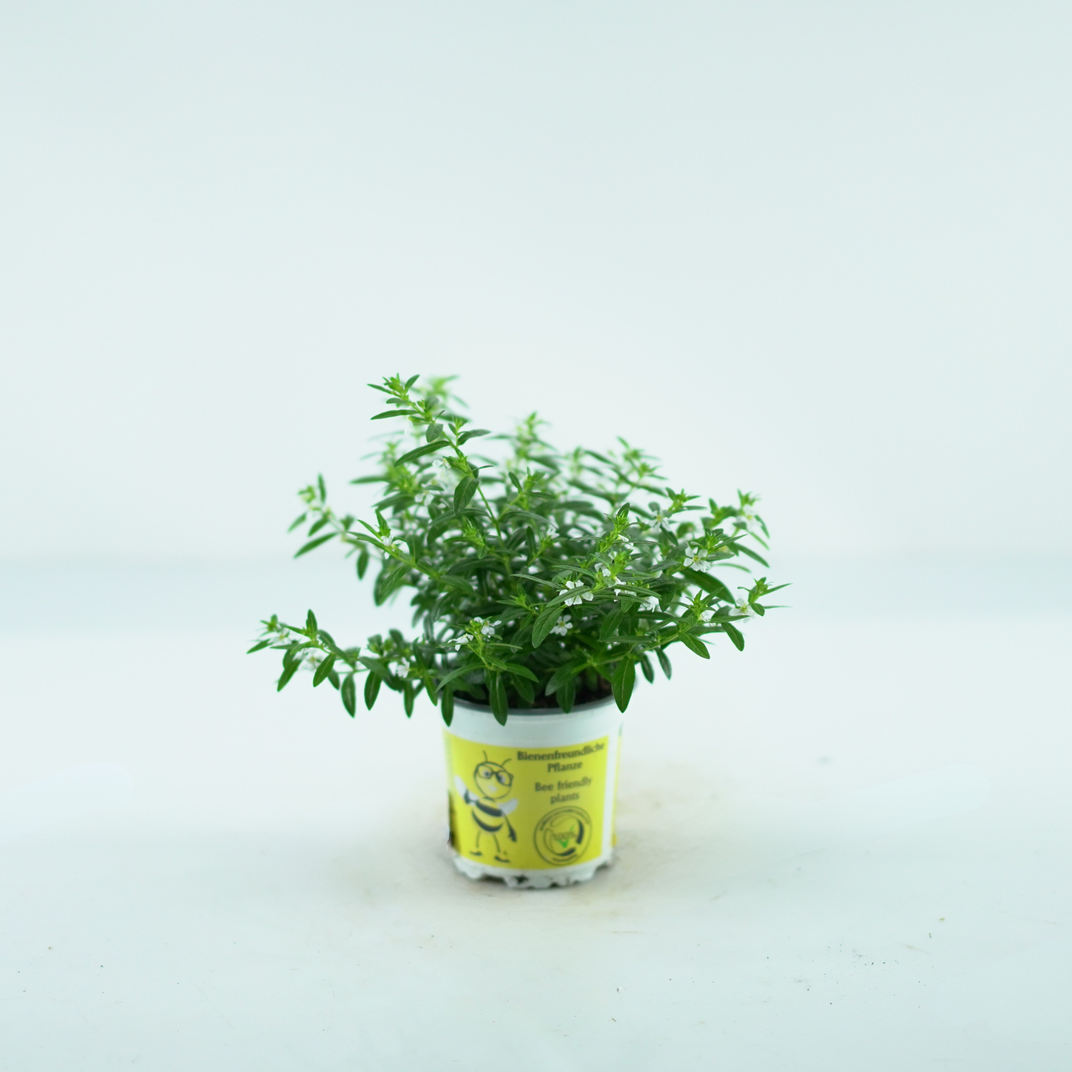 CUPHEA HYSSOPIFOLIA Kufea