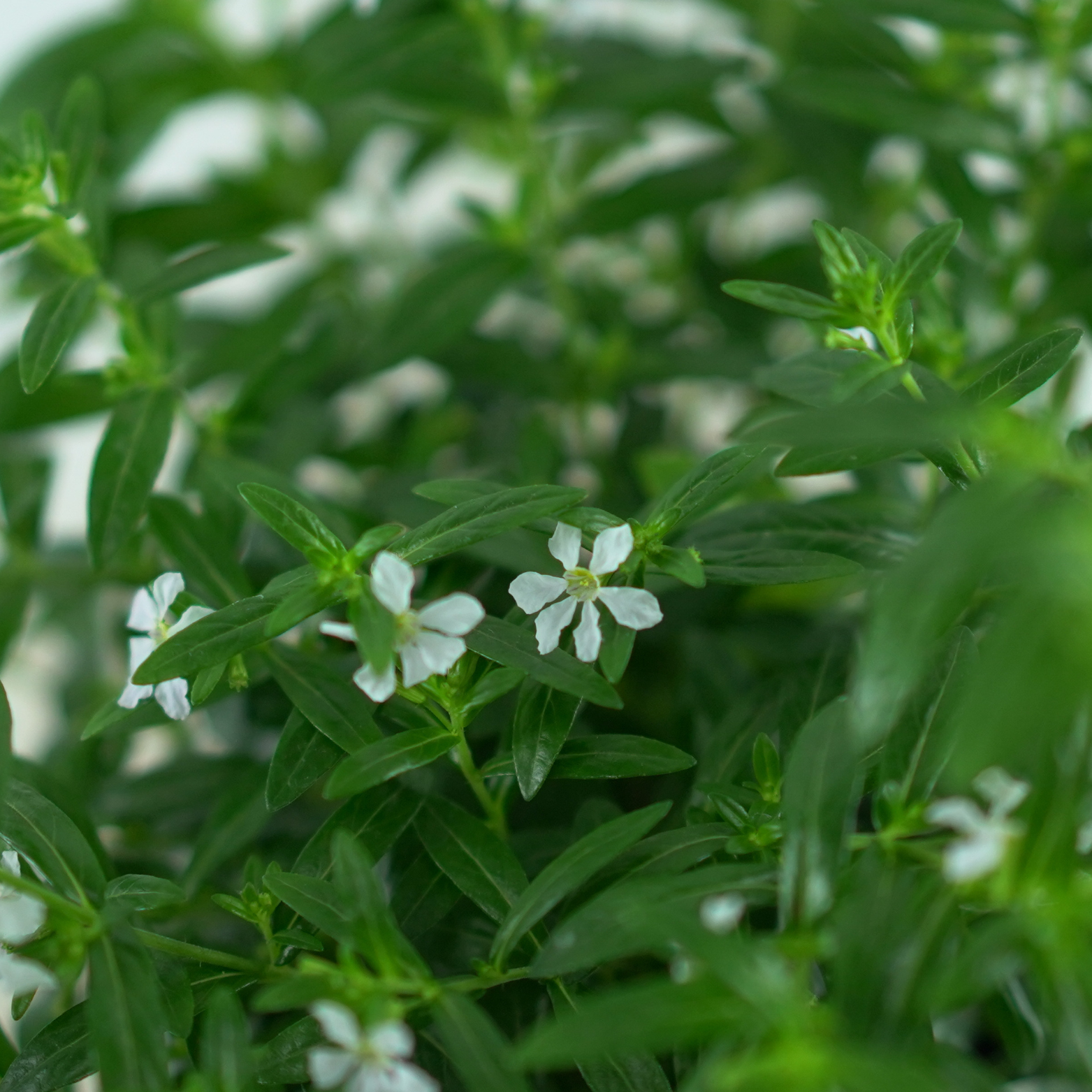 CUPHEA HYSSOPIFOLIA Kufea