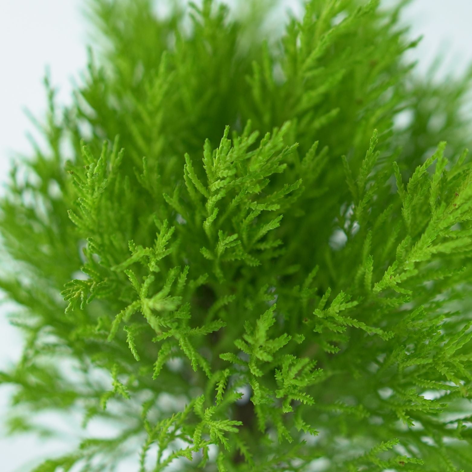 CUPRESSUS MACROCARPA 'GOLDCREST' Cyprys Wielkoszyszkowy formowany