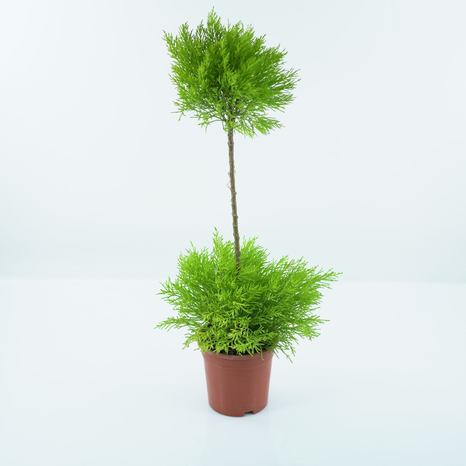 CUPRESSUS MACROCARPA 'GOLDCREST' Cyprys Wielkoszyszkowy formowany