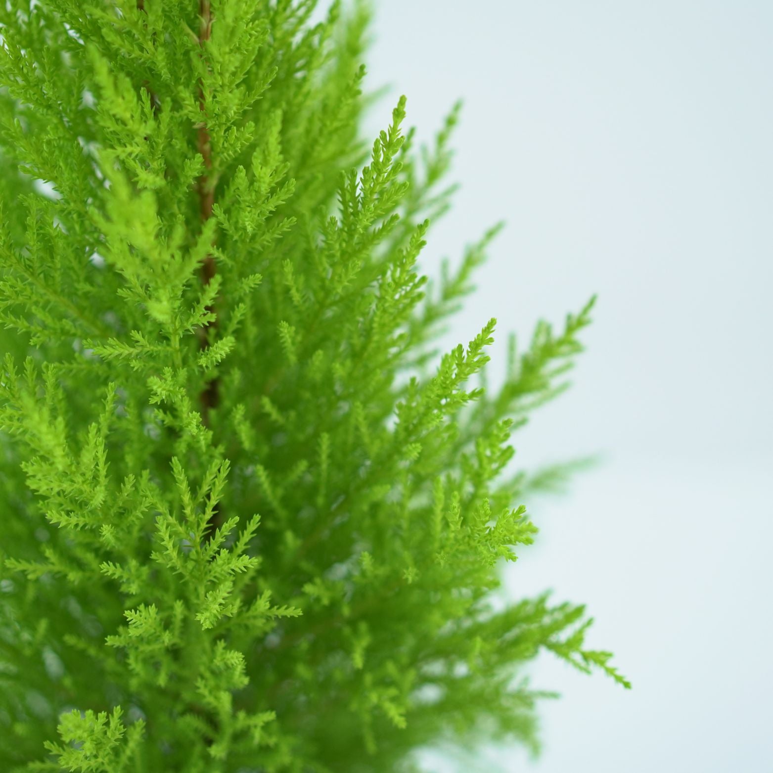 CUPRESSUS MACROCARPA 'GOLDCREST' Cyprys Wielkoszyszkowy formowany