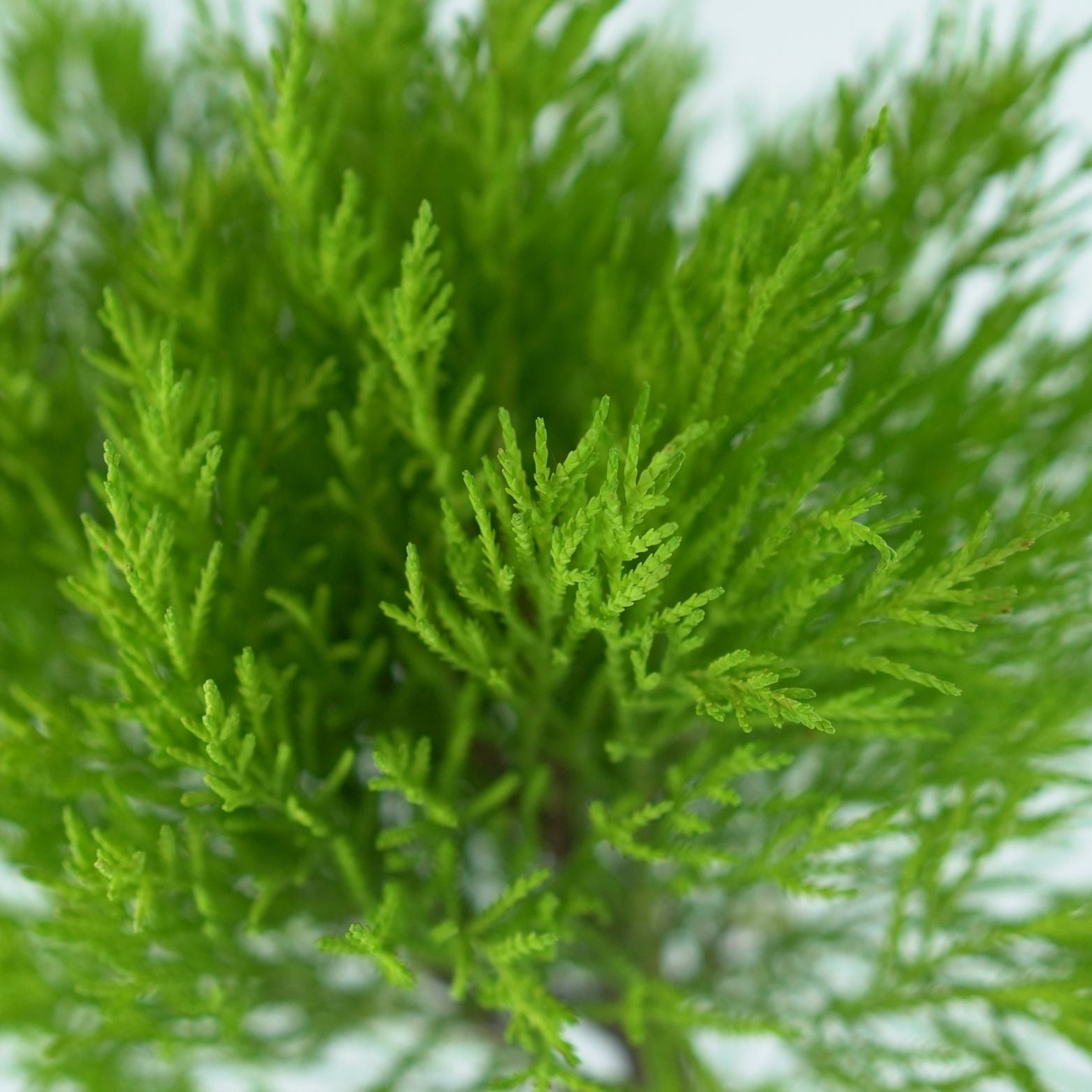 CUPRESSUS MACROCARPA 'GOLDCREST WILMA' Cyprysik