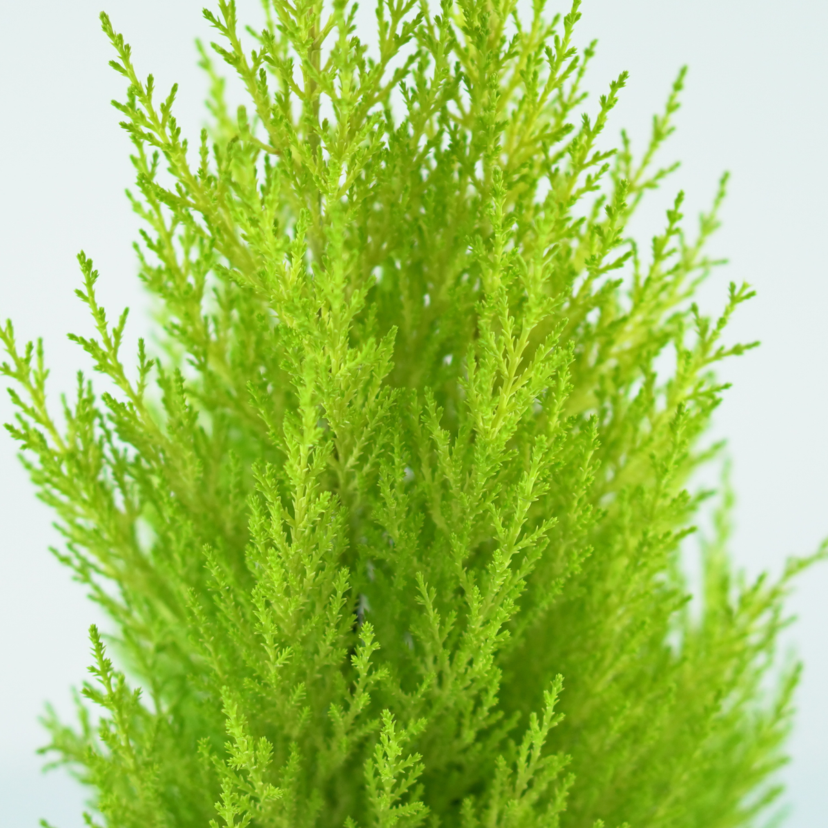CUPRESSUS MACROCARPA 'GOLDCREST WILMA' Cyprysik