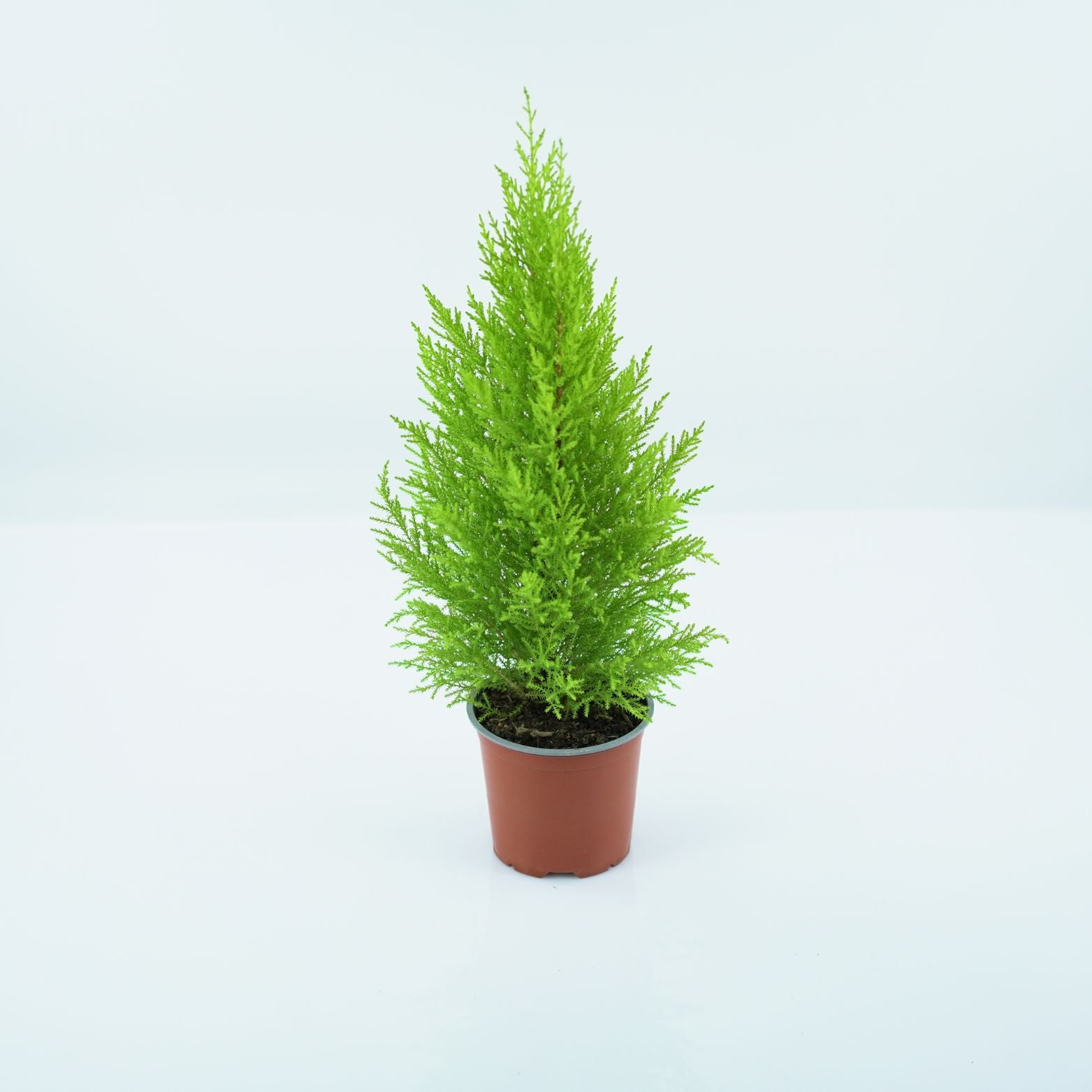 CUPRESSUS MACROCARPA 'GOLDCREST WILMA' Cyprysik
