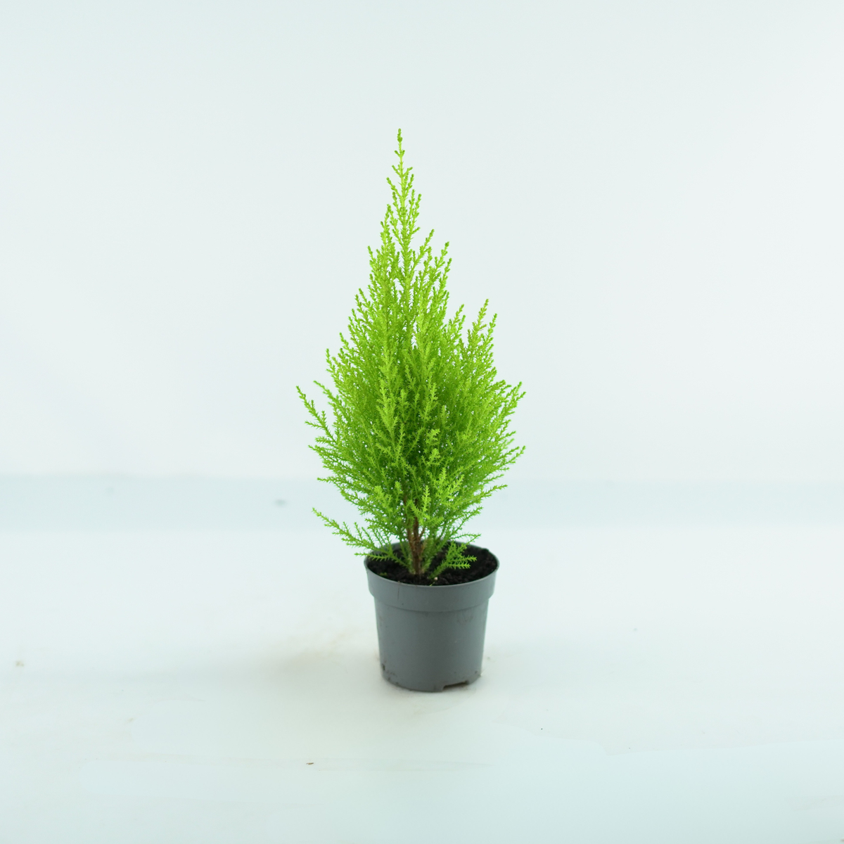 CUPRESSUS MACROCARPA 'GOLDCREST WILMA' Cyprysik