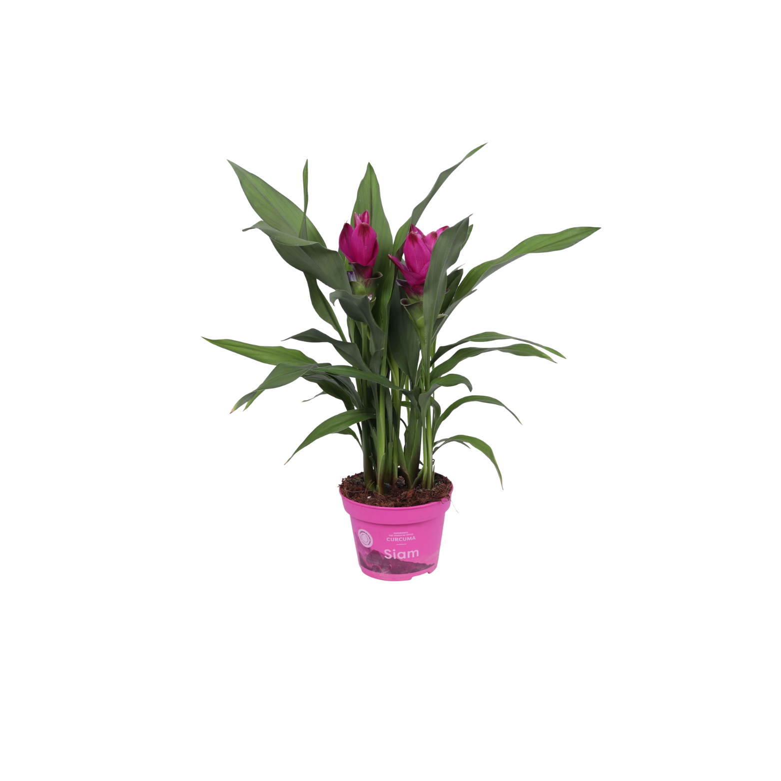 CURCUMA ALISMATIFOLIA 'SUBLIME' Ostryź, kurkuma