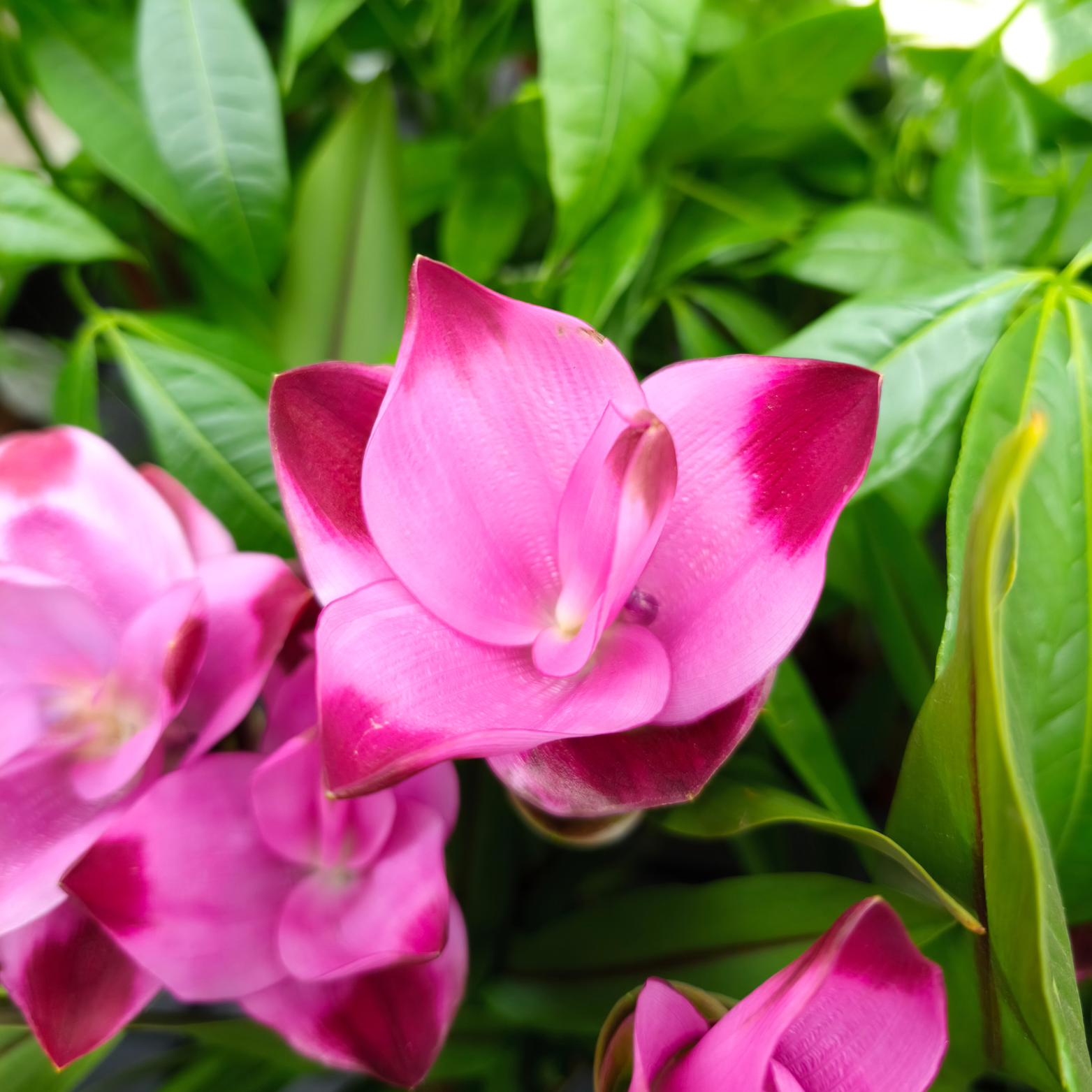 CURCUMA ALISMATIFOLIA 'SUBLIME' Ostryź, kurkuma