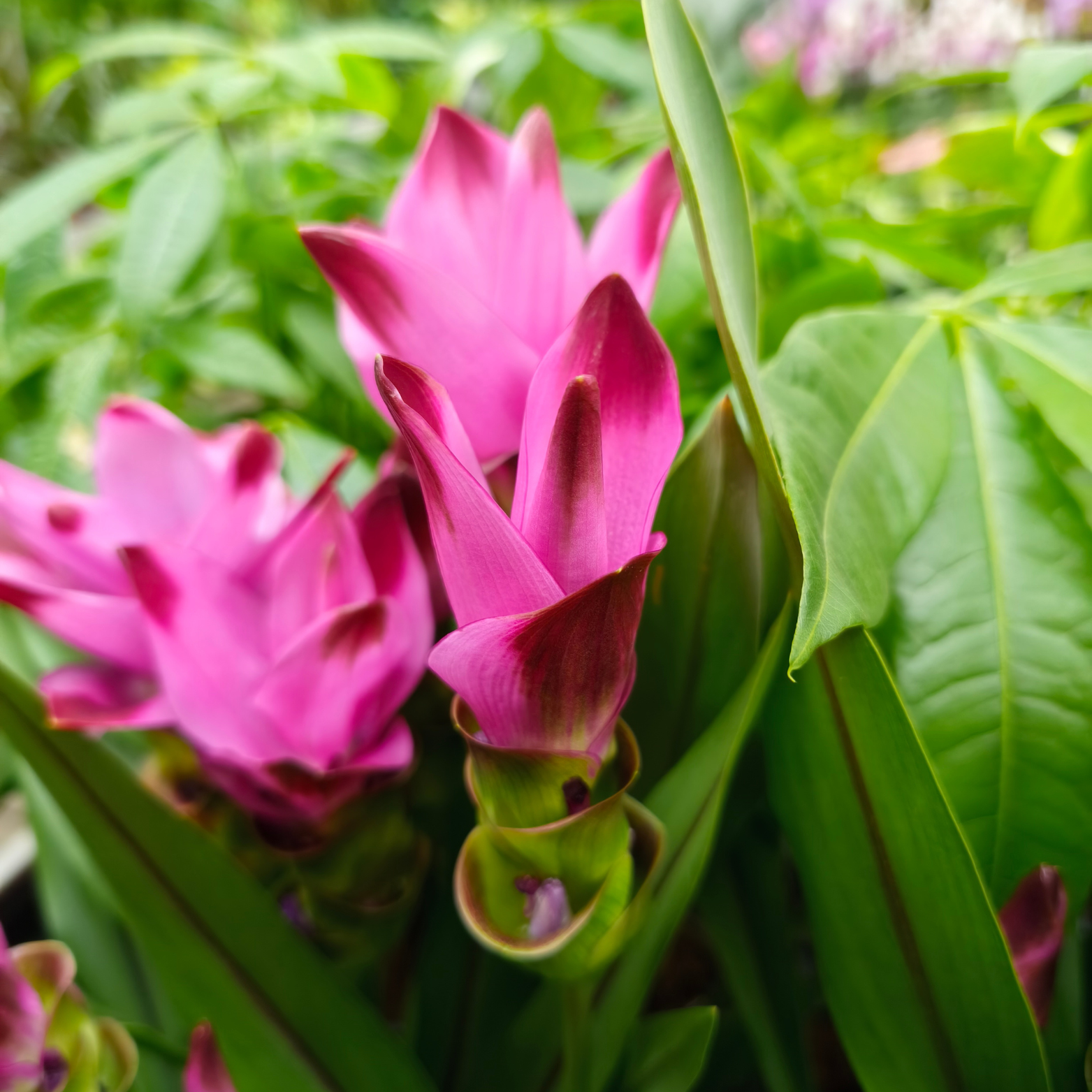 CURCUMA ALISMATIFOLIA 'SUBLIME' Ostryź, kurkuma