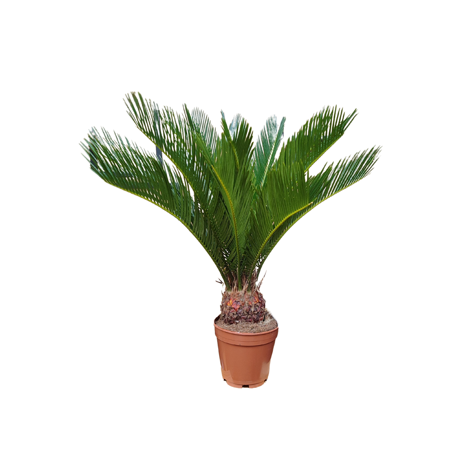 CYCAS REVOLUTA Sagowiec