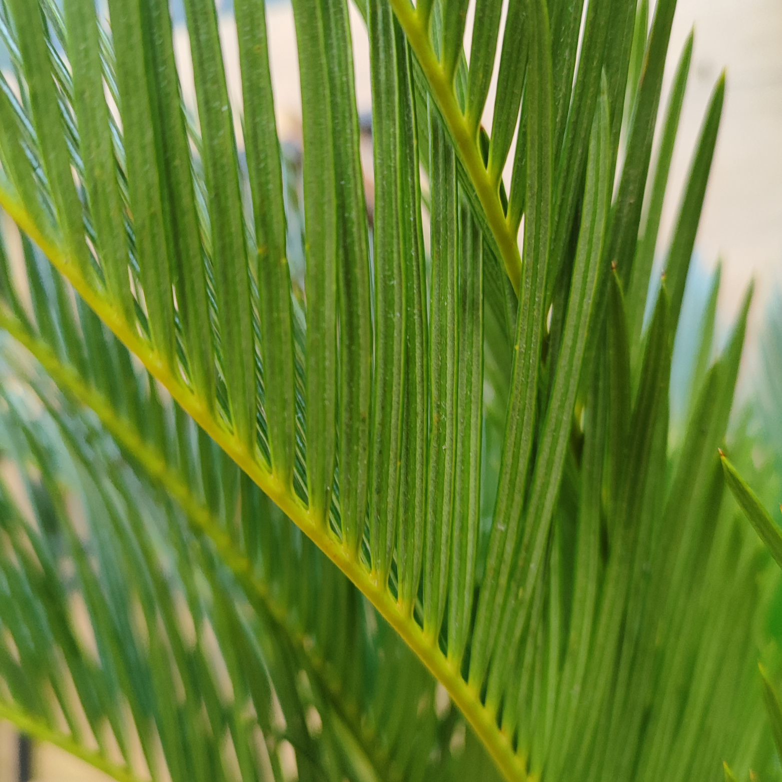 CYCAS REVOLUTA Sagowiec