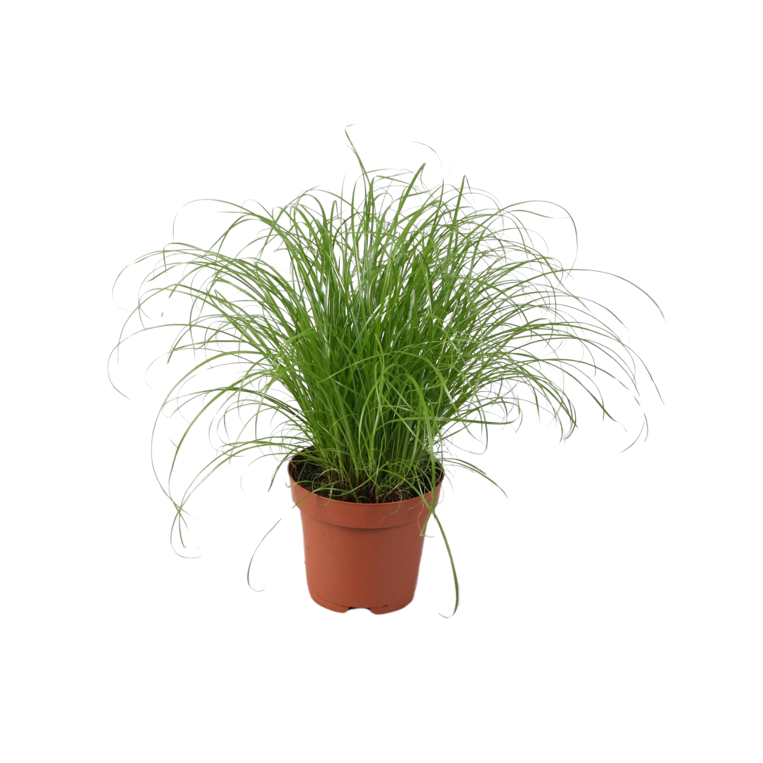 CYPERUS ALTERNIFOLIUS ZUMULA Papirus, Kocia trawa