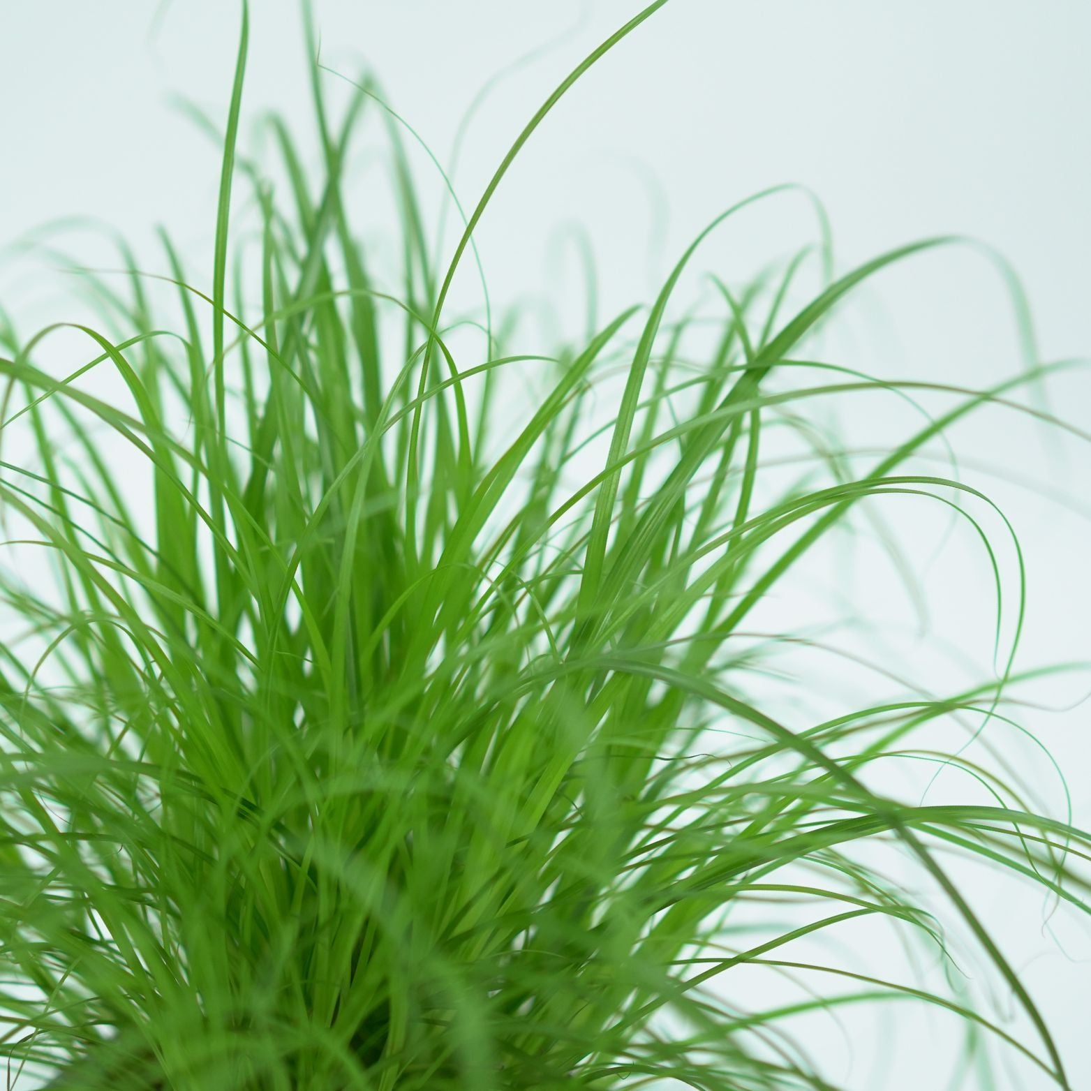 CYPERUS ALTERNIFOLIUS ZUMULA Papirus, Kocia trawa