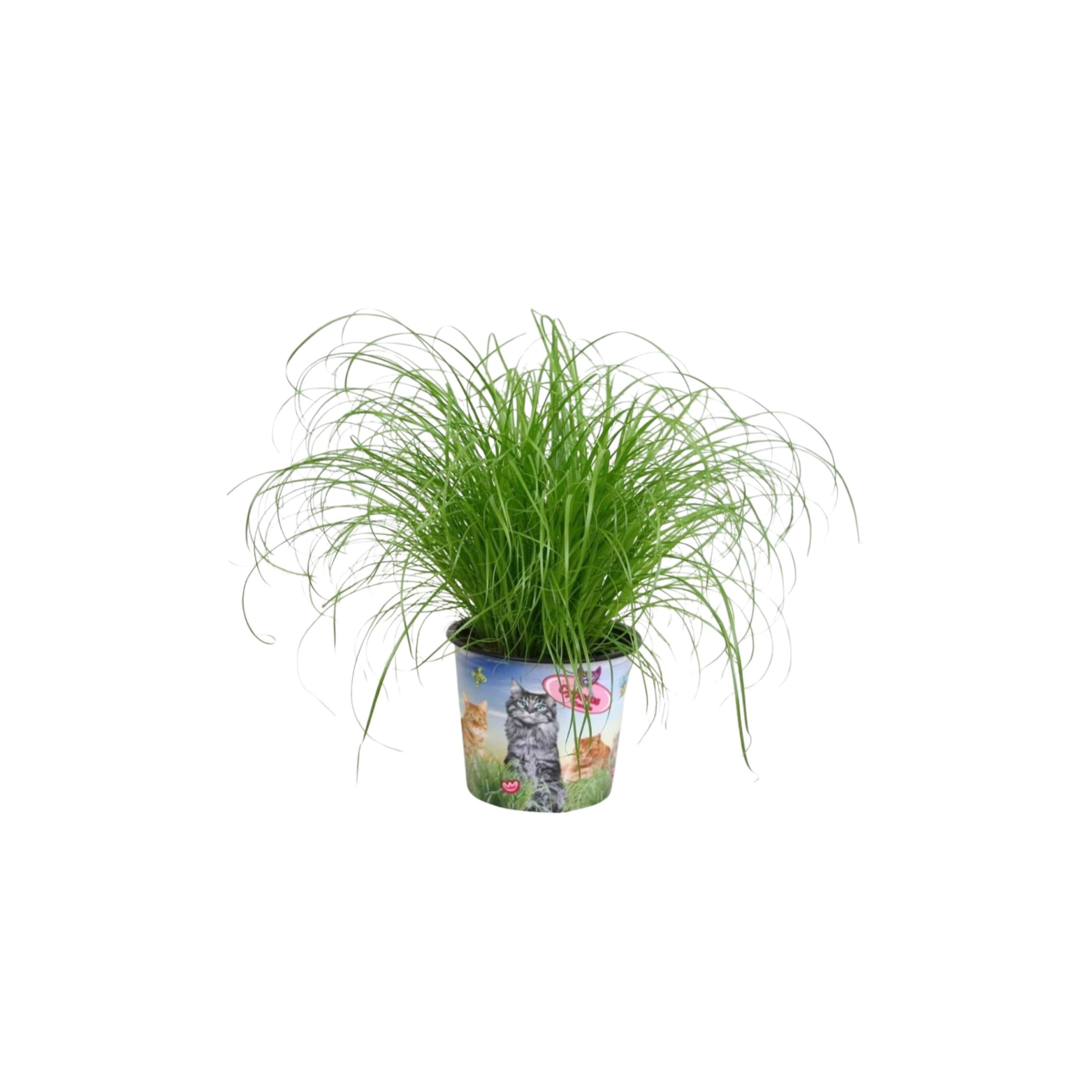 CYPERUS ALTERNIFOLIUS ZUMULA Papirus, Kocia trawa