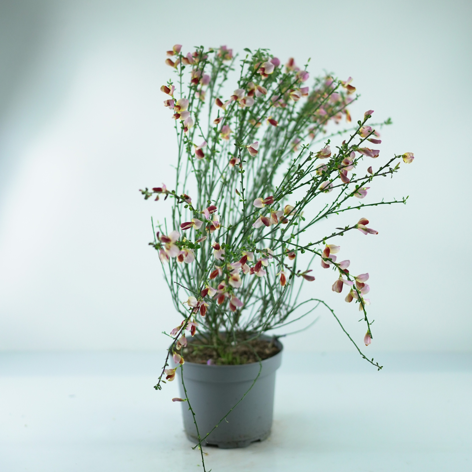 CYTISUS SCOPARIUS 'POLETTE' Żarnowiec miotlasty