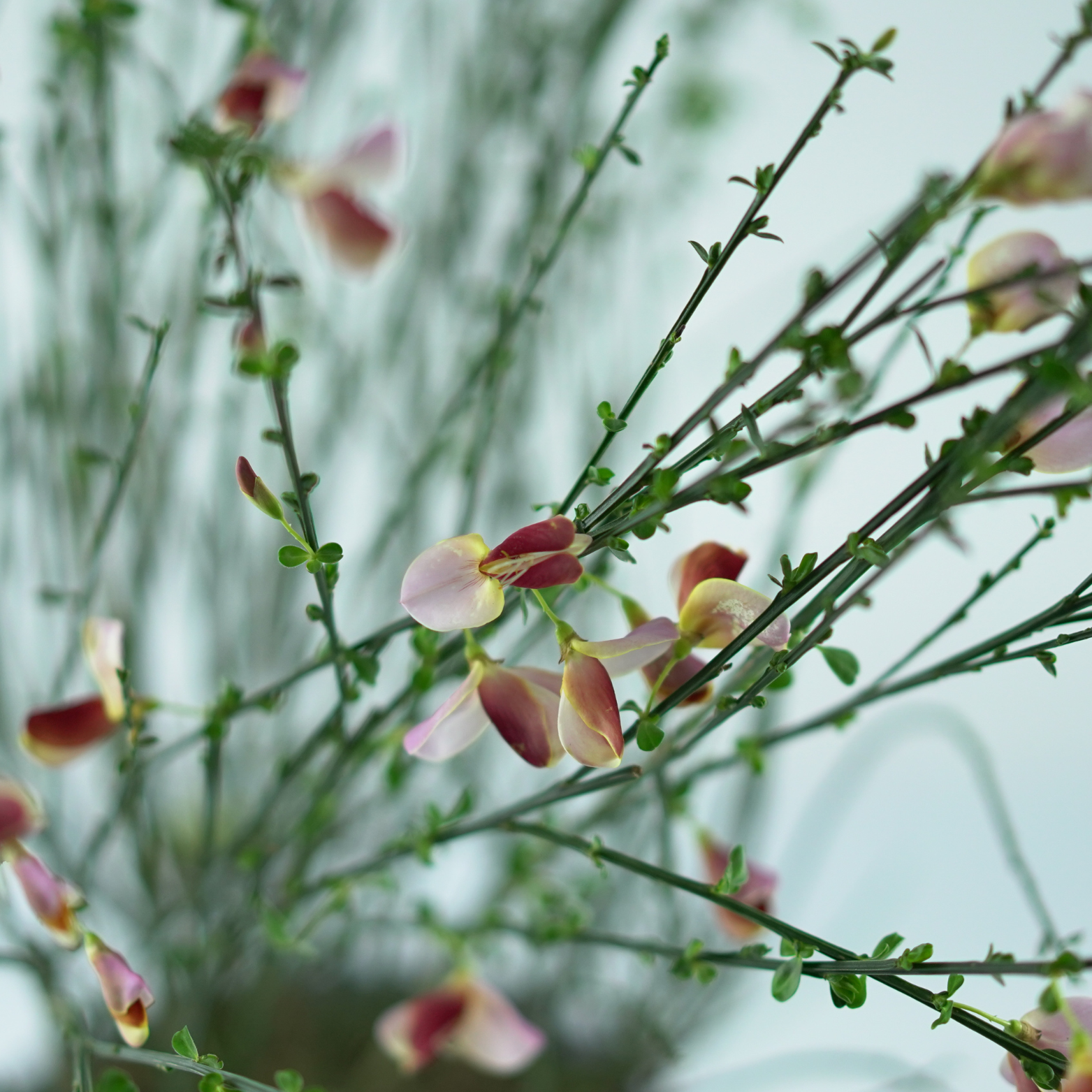 CYTISUS SCOPARIUS 'POLETTE' Żarnowiec miotlasty