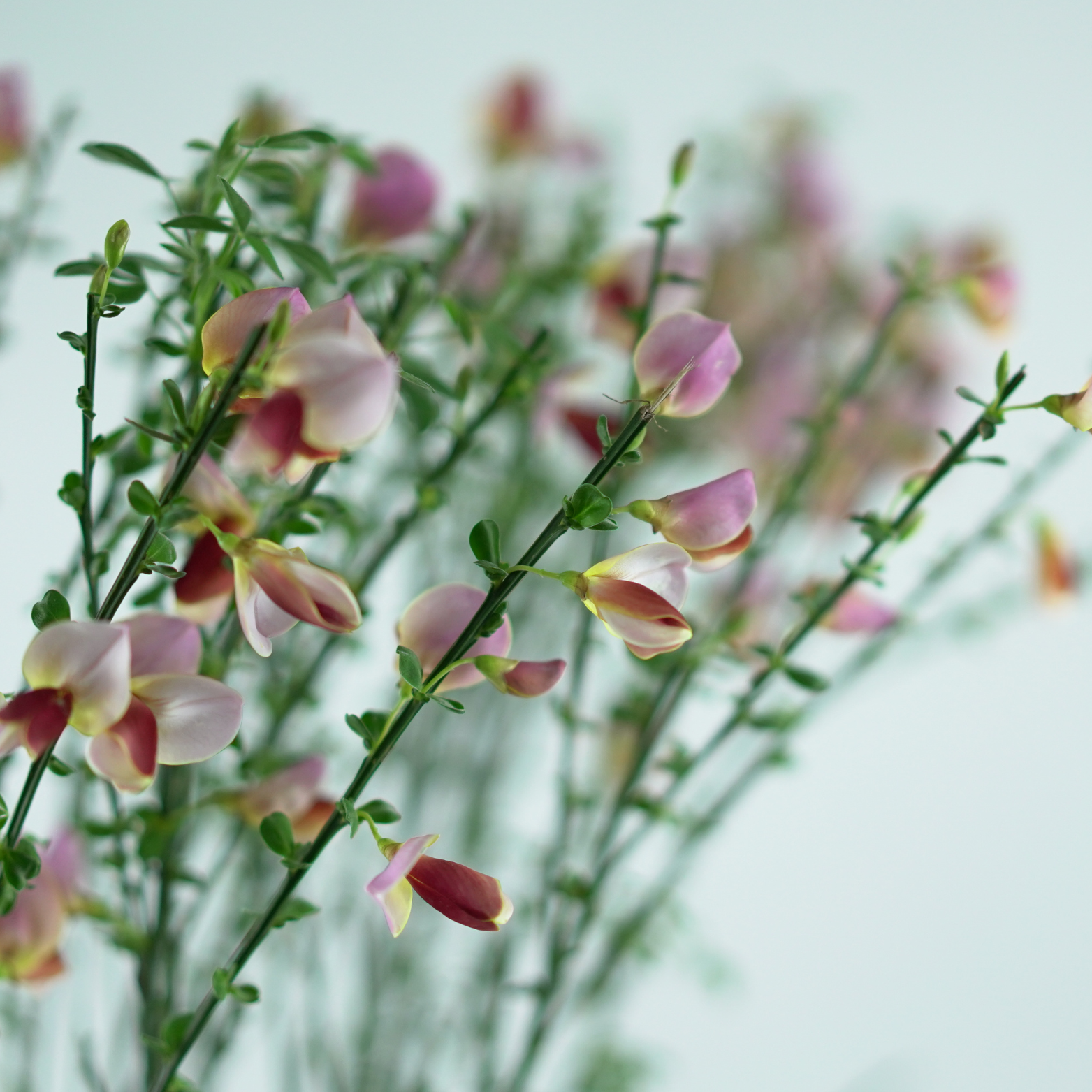 CYTISUS SCOPARIUS 'POLETTE' Żarnowiec miotlasty