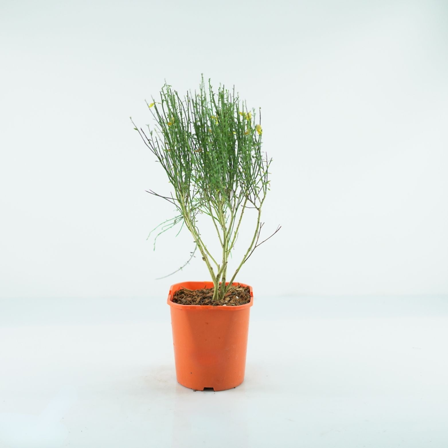 CYTISUS 'Apricot Gem' Żarnowiec