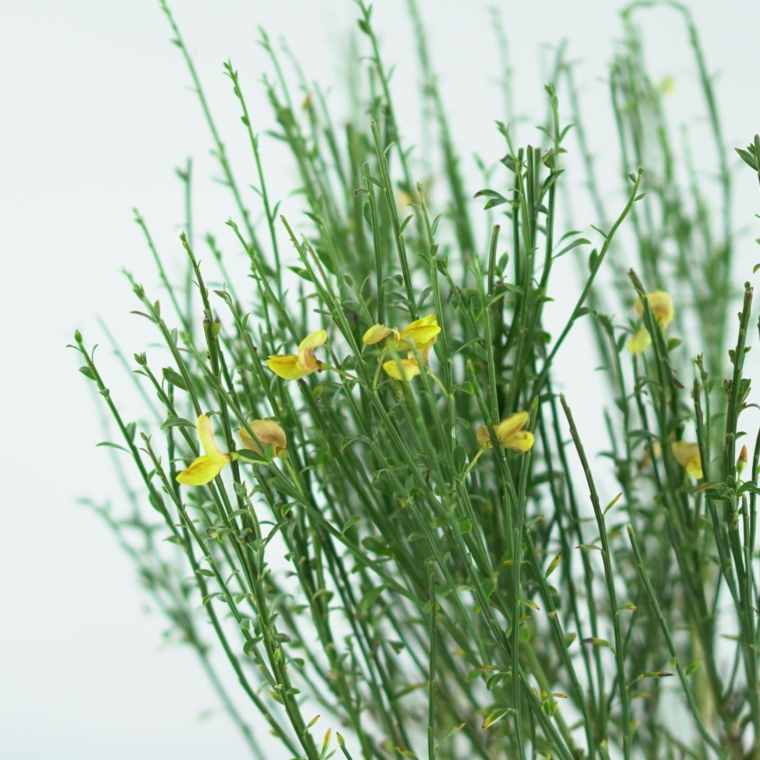 CYTISUS 'Apricot Gem' Żarnowiec