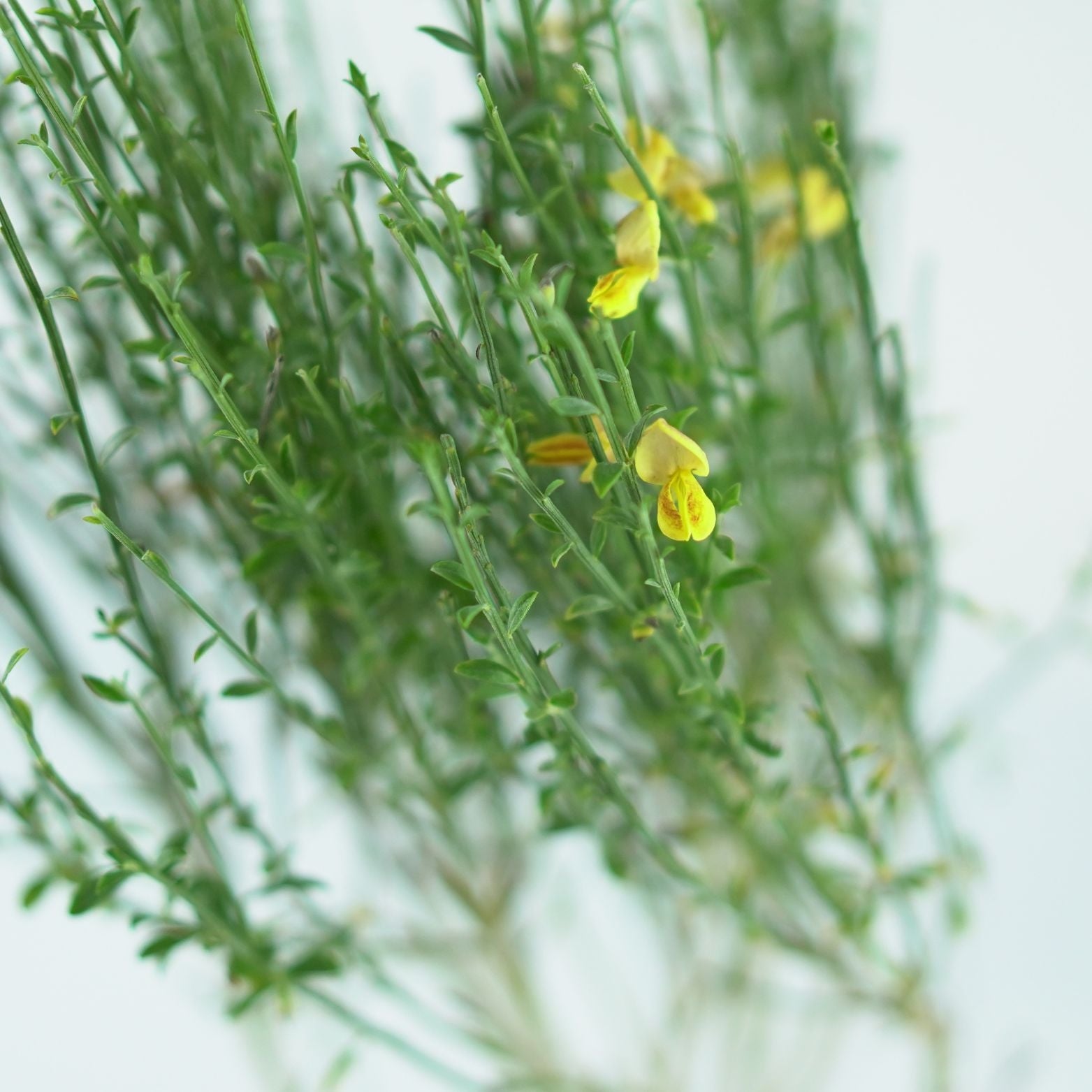 CYTISUS 'Apricot Gem' Żarnowiec