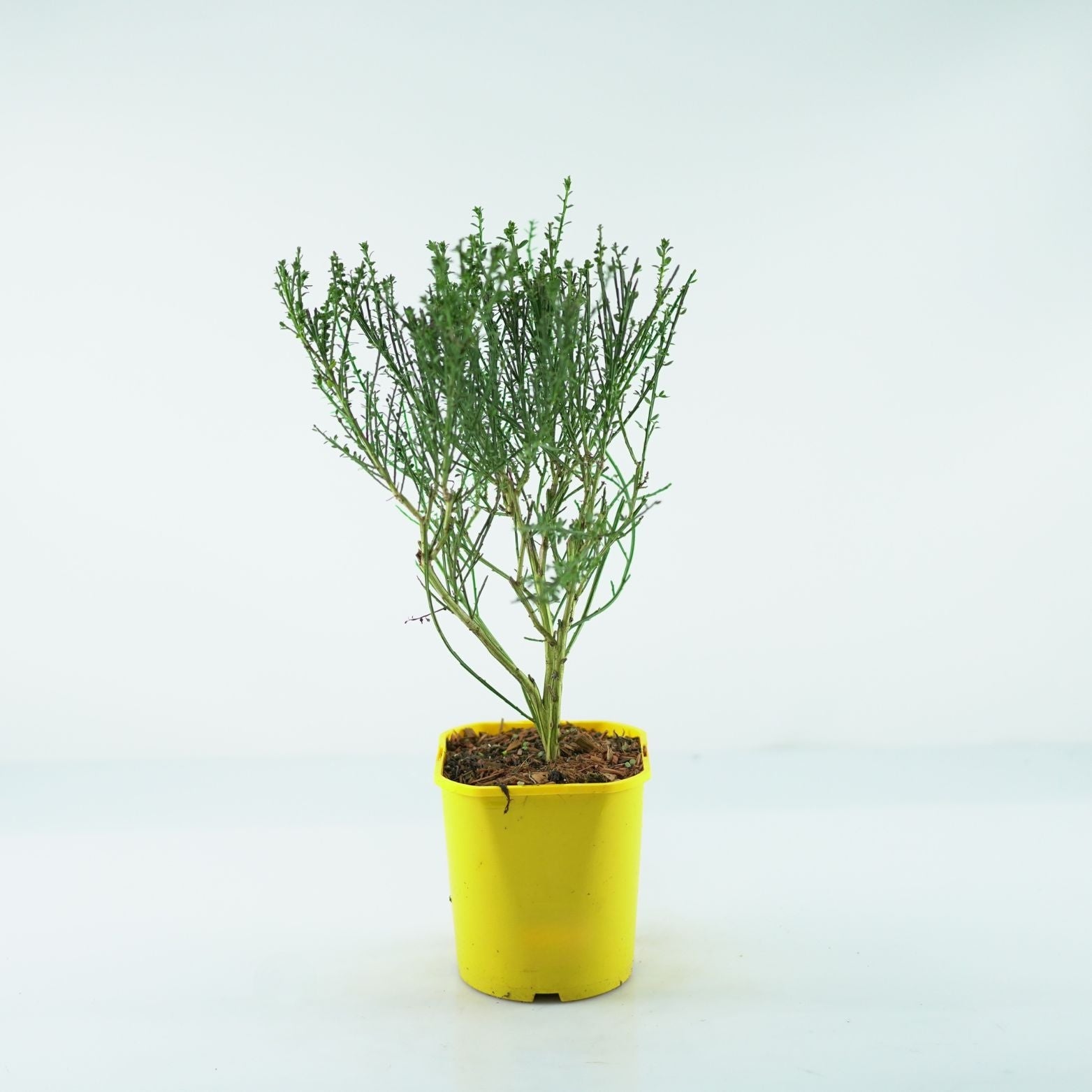 CYTISUS 'Maria Burkwood' Żarnowiec