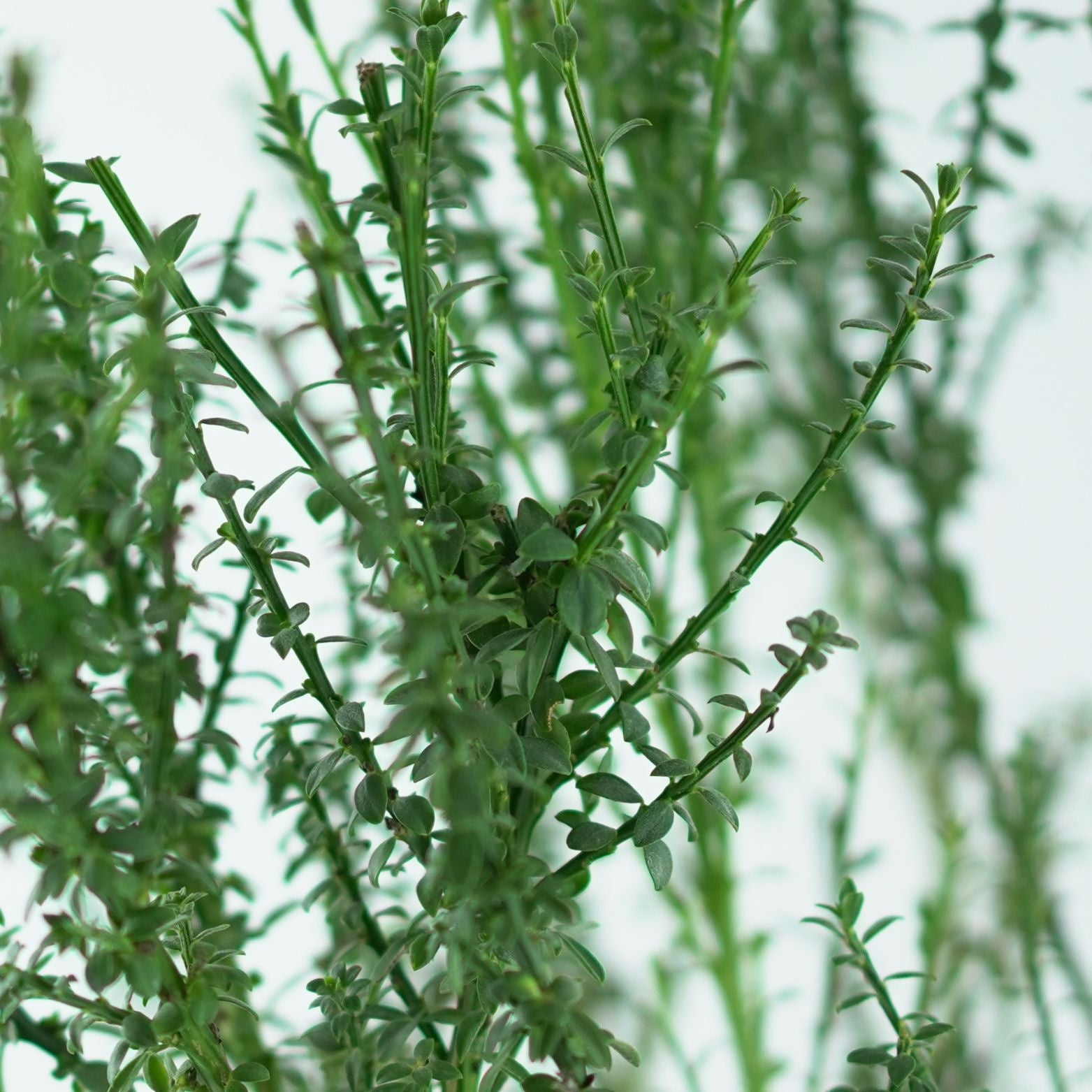 CYTISUS 'Maria Burkwood' Żarnowiec