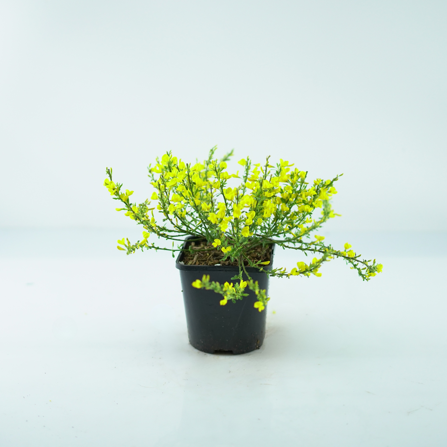 CYTISUS 'OSIRIS' Żarnowiec ogrodowy