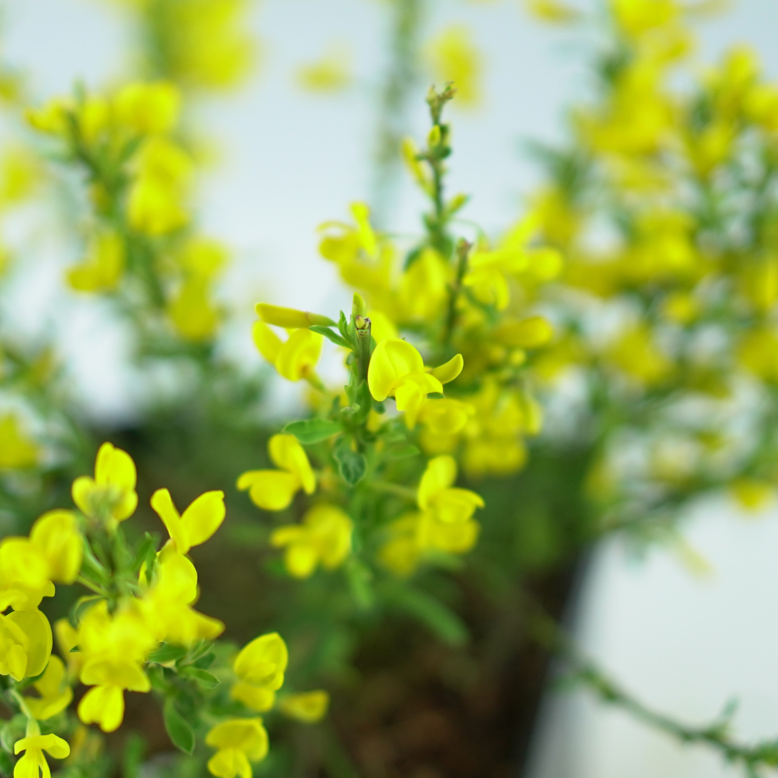 CYTISUS 'OSIRIS' Żarnowiec ogrodowy